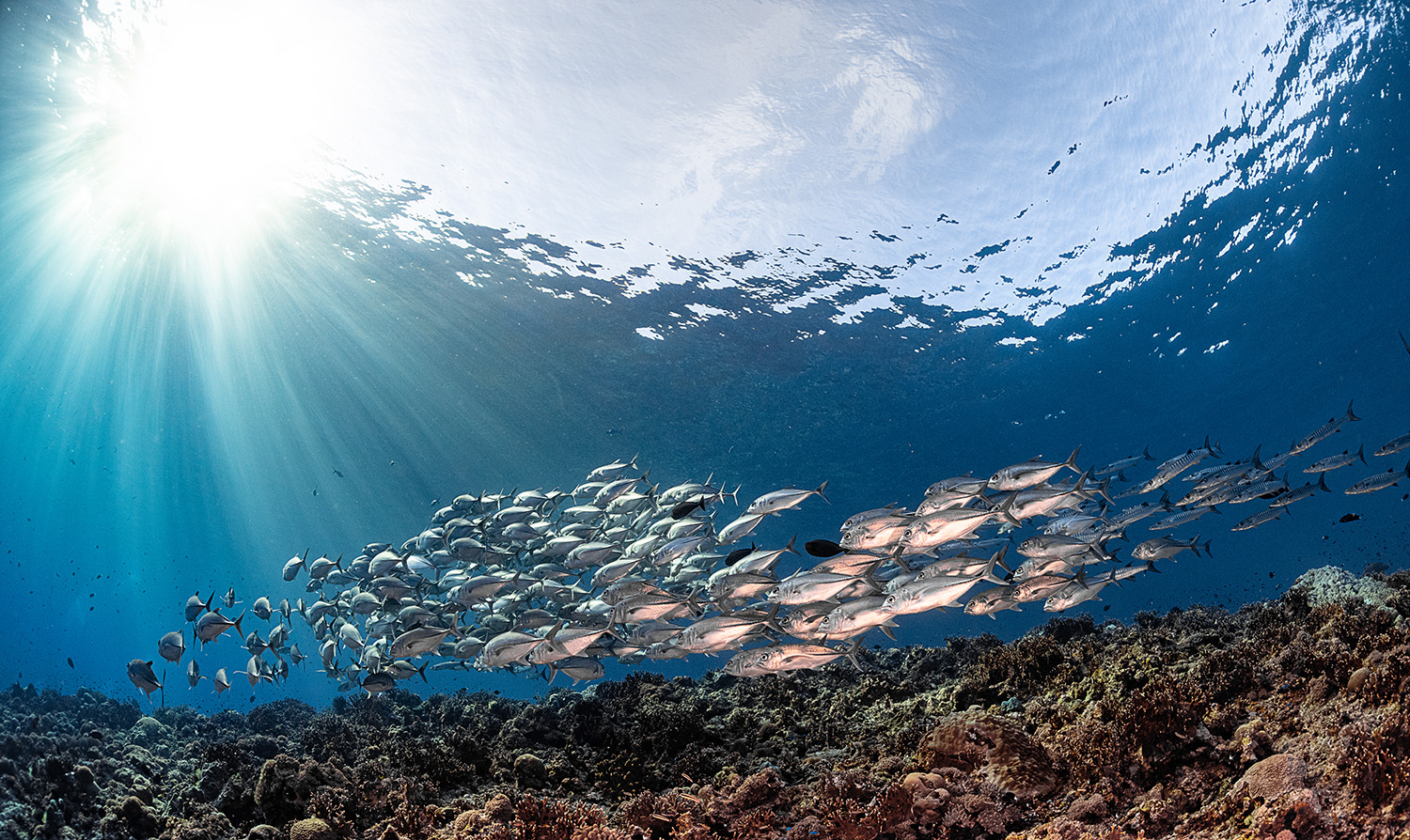 trevally in the solomon islands credit: tracey jennings / coral reef image bank
