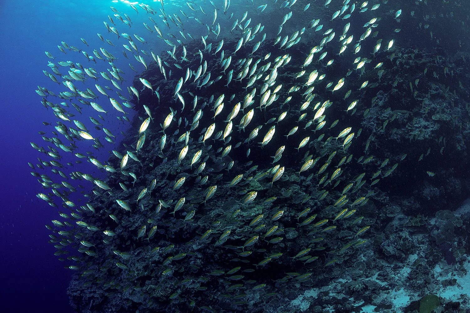 fish in the solomon islands credit: tracey jennings / coral reef image bank