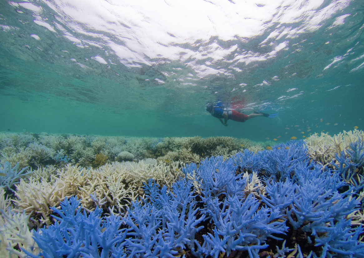 new caledonia, MARCH 2016 credit: the ocean agency / xl catlin seaview survey