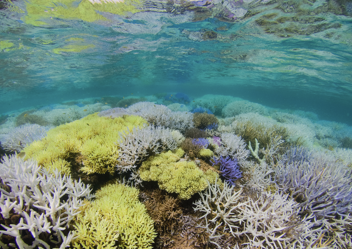 new caledonia, MARCH 2016 credit: the ocean agency / xl catlin seaview survey