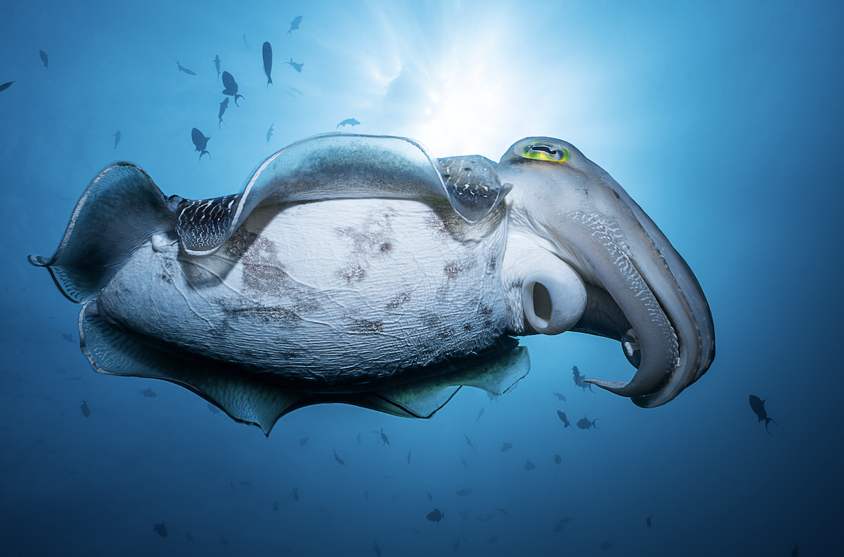 cuttlefish credit: François Baelen / coral reef image bank