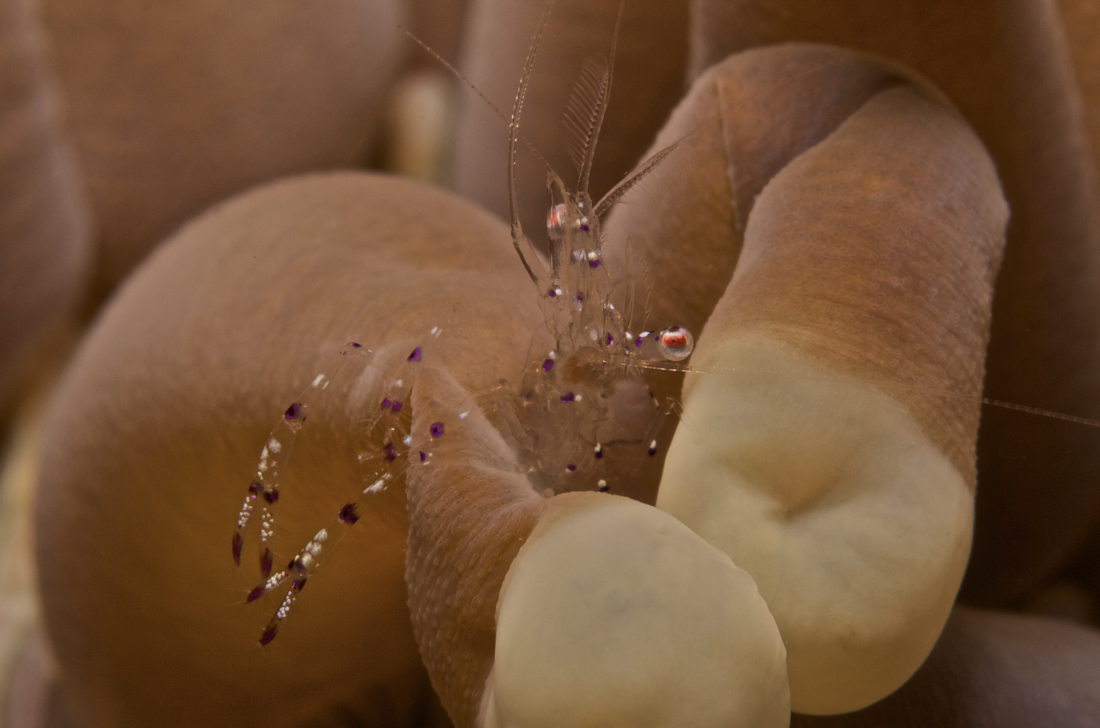 Anemone Shrimp credit: the ocean agency / coral reef image bank