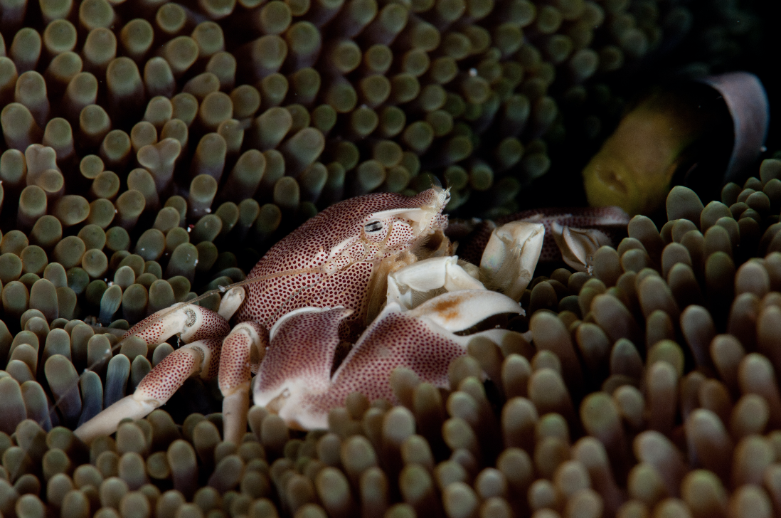 porcelain crab credit: the ocean agency / coral reef image bank