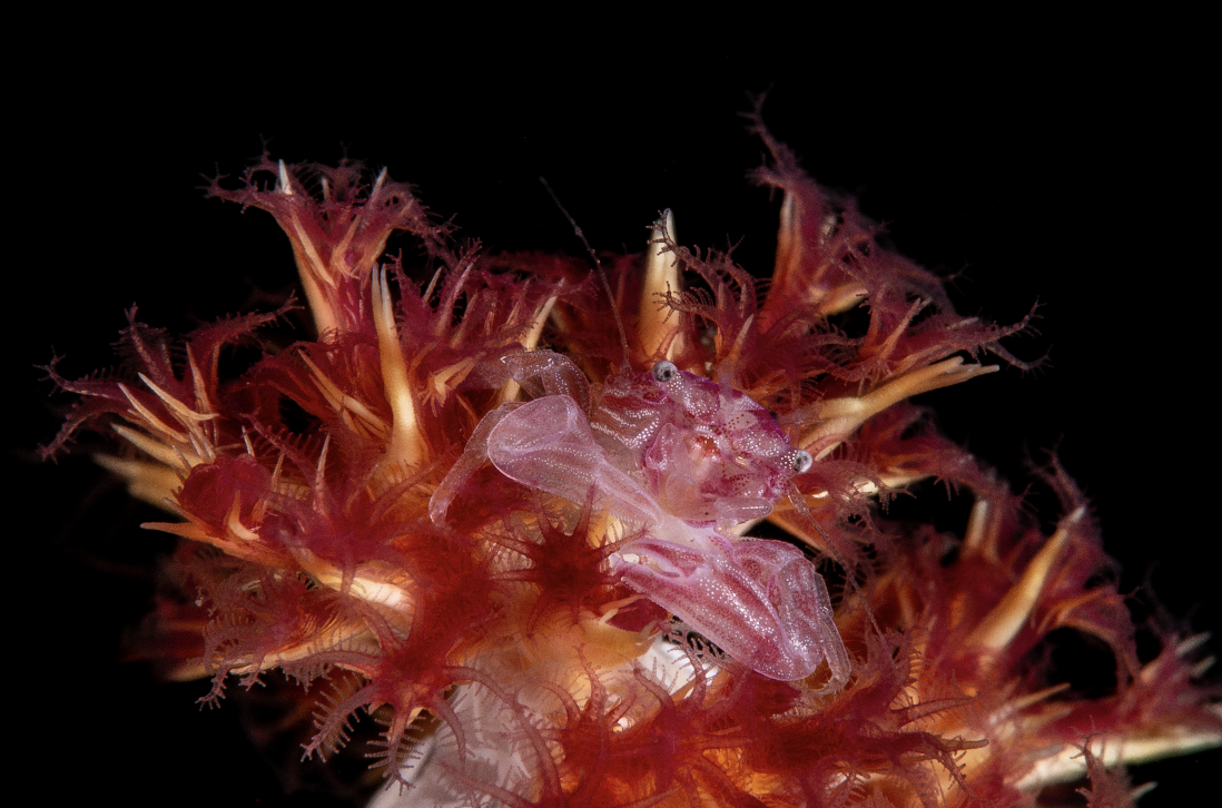 CREDIT: WOJTEK MECZYNSKI / coral reef image bank