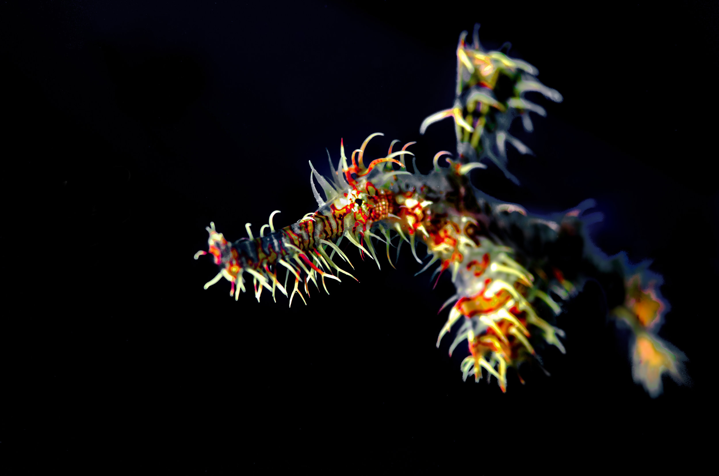 Ghost pipefish credit: Indigo Bolandrini / coral reef image bank