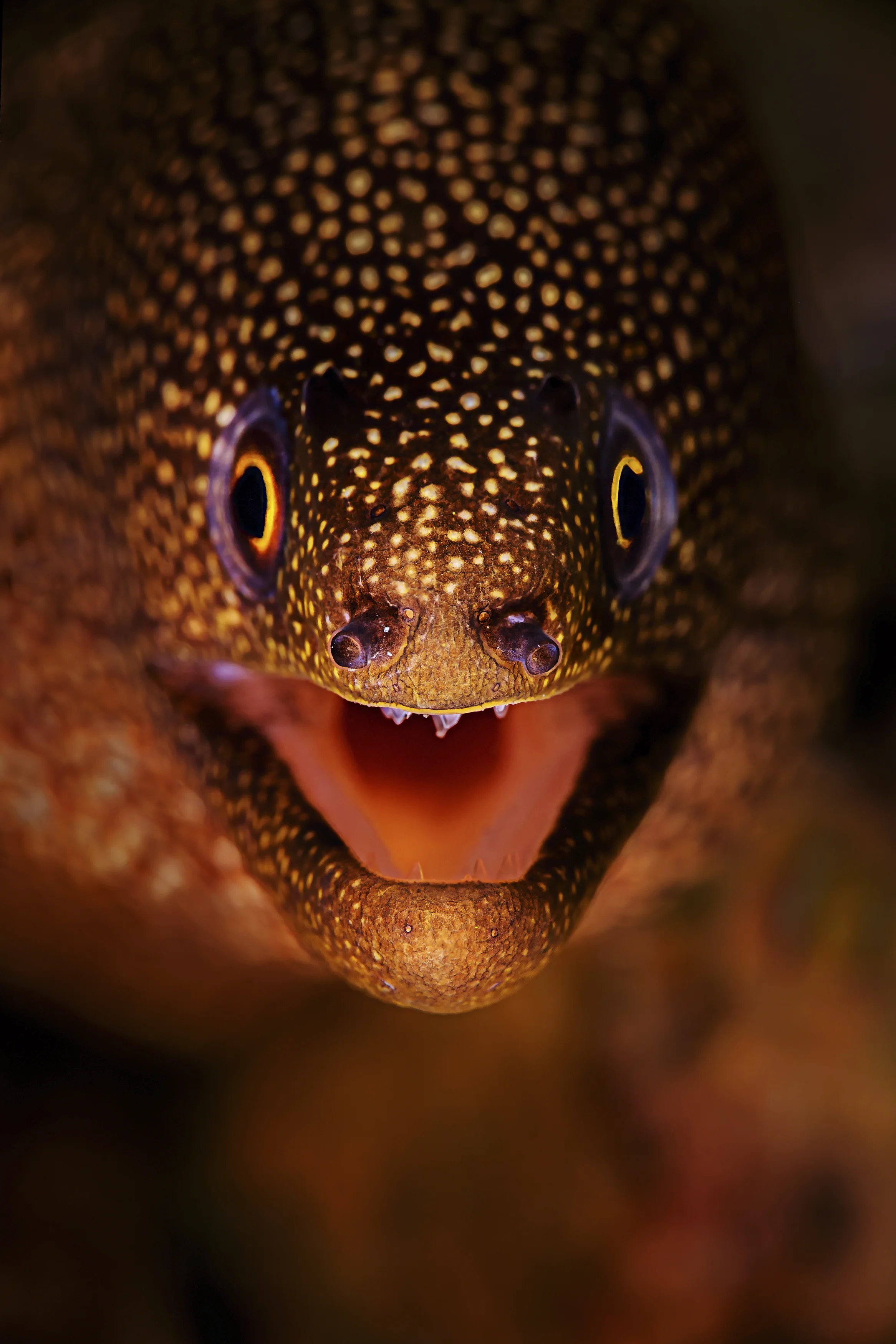 moray eel credit: beth watson / coral reef image bank