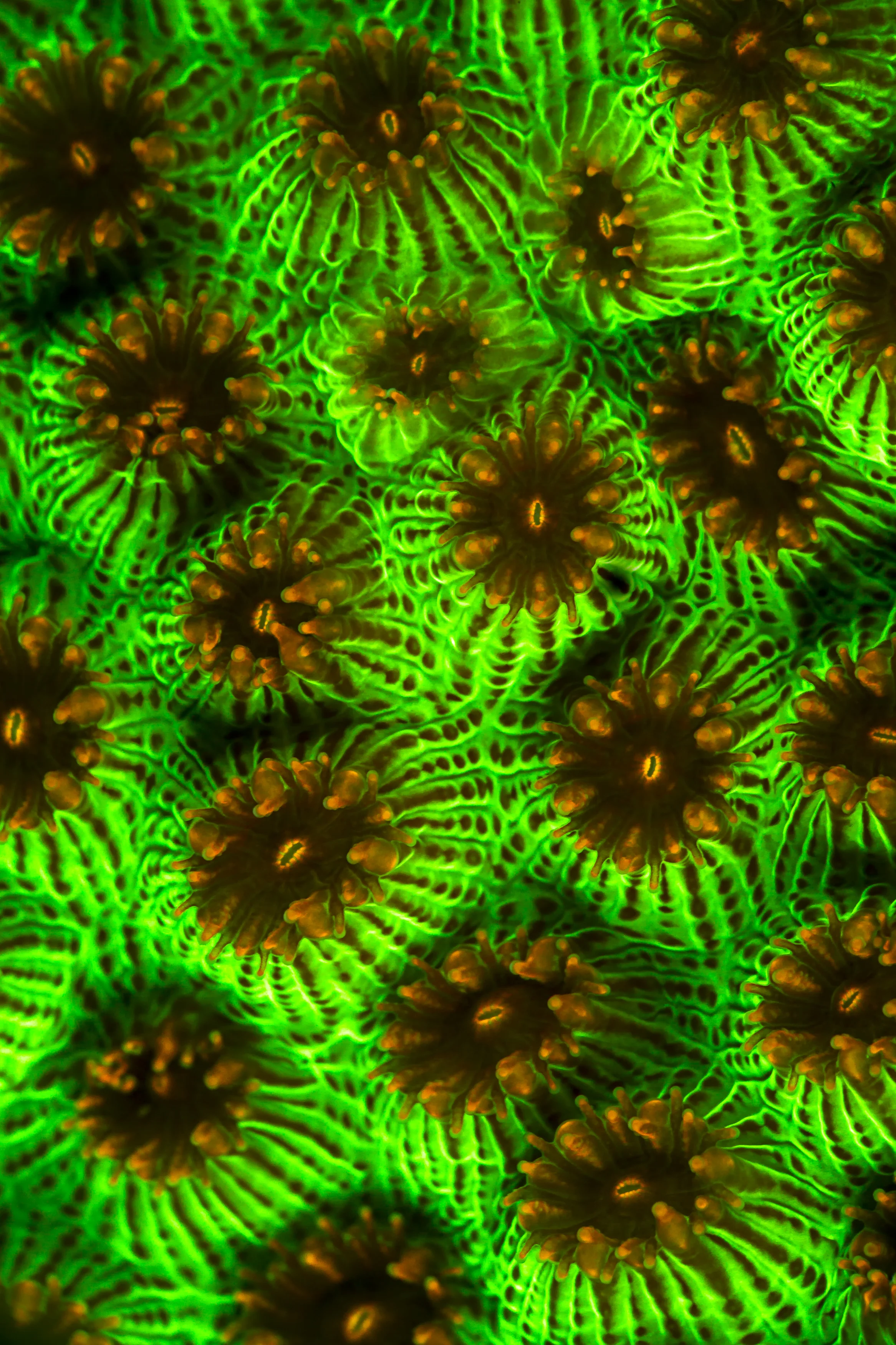 fluoro beth waston / coral reef image bank