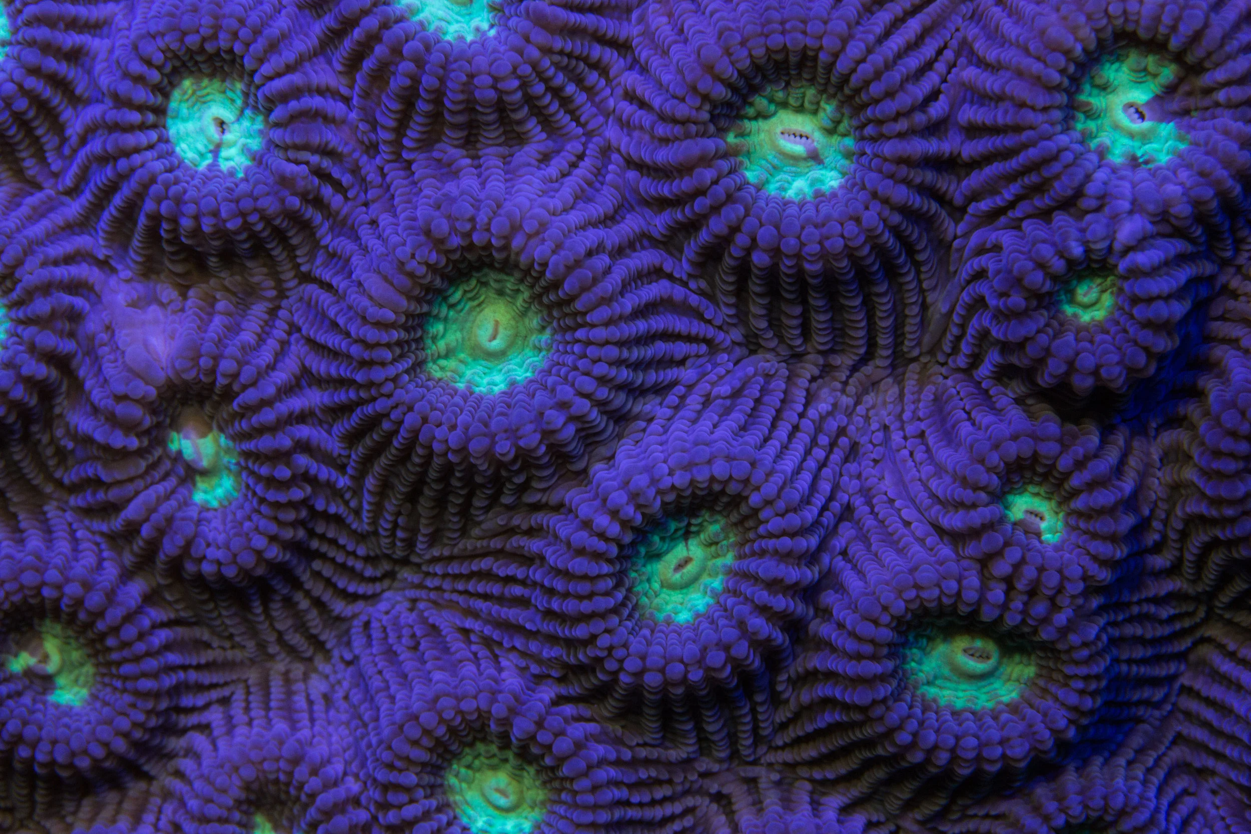 Sunabe, Okinawa, japan credit: shawn miller / coral reef image bank