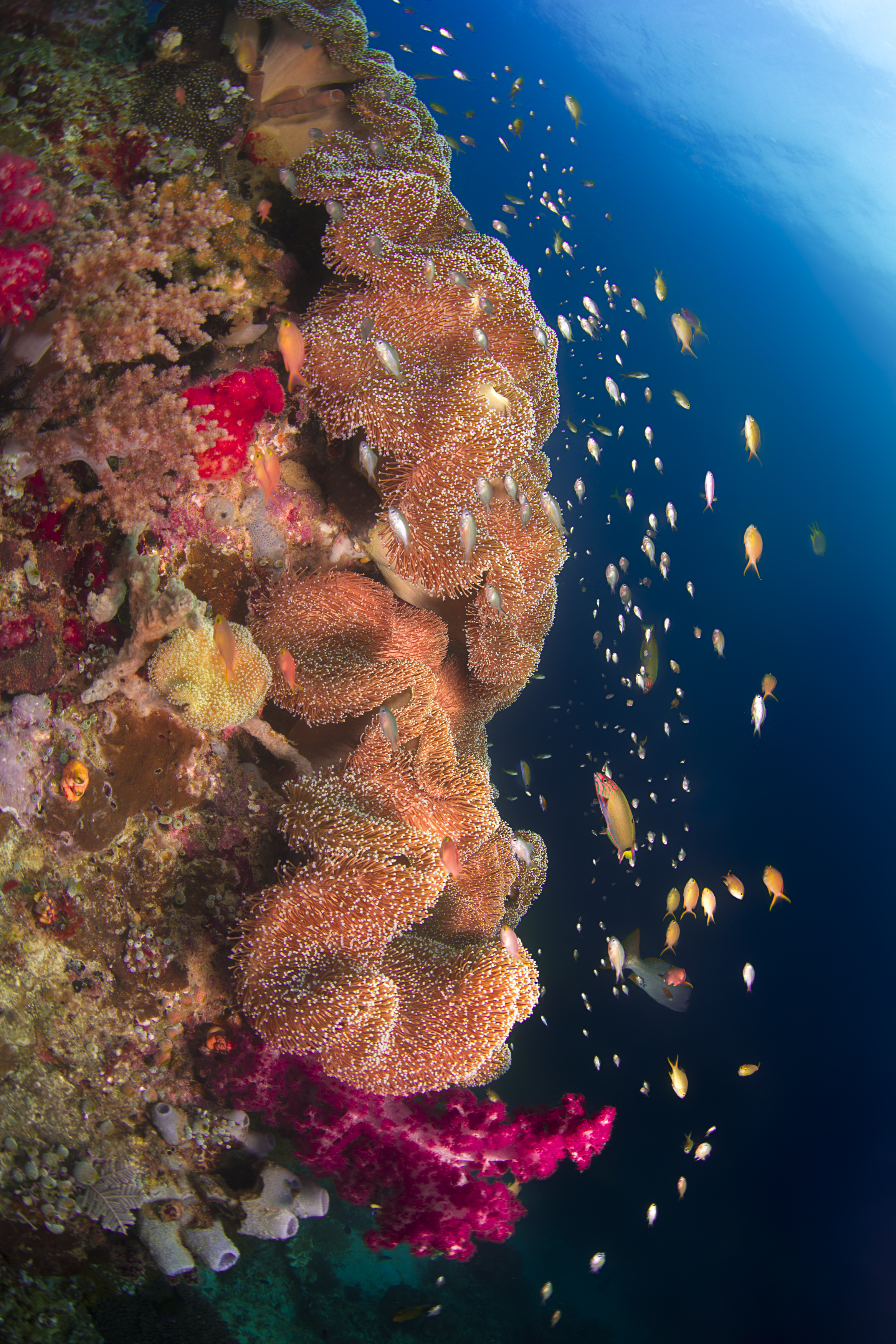 RAJA AMPAT, INDONESIA CREDIT: beth watson/ CORAL REEF IMAGE BANK