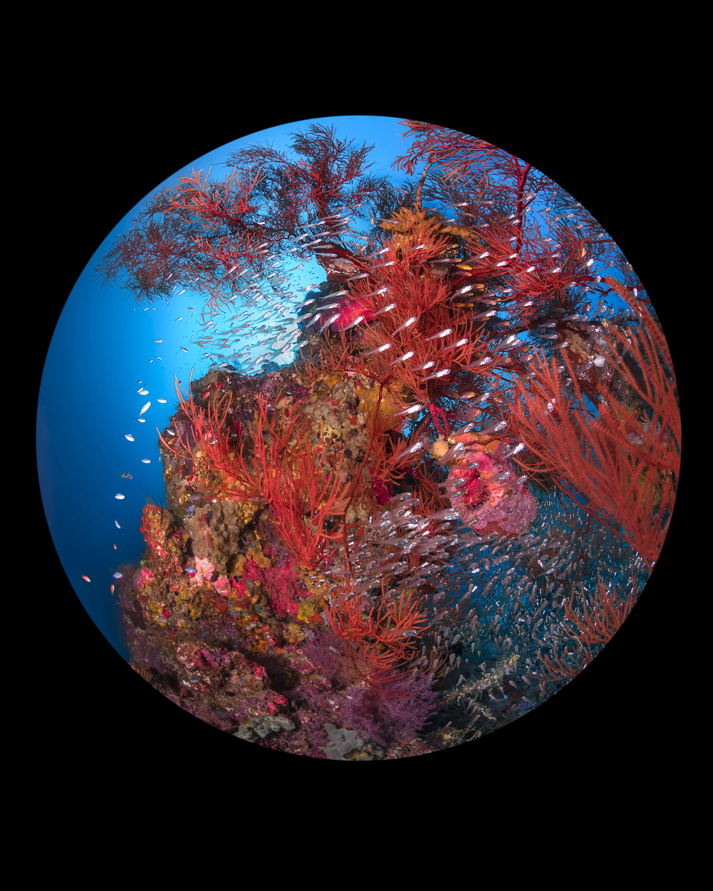 RAJA AMPAT, INDONESIA CREDIT: beth watson/ CORAL REEF IMAGE BANK