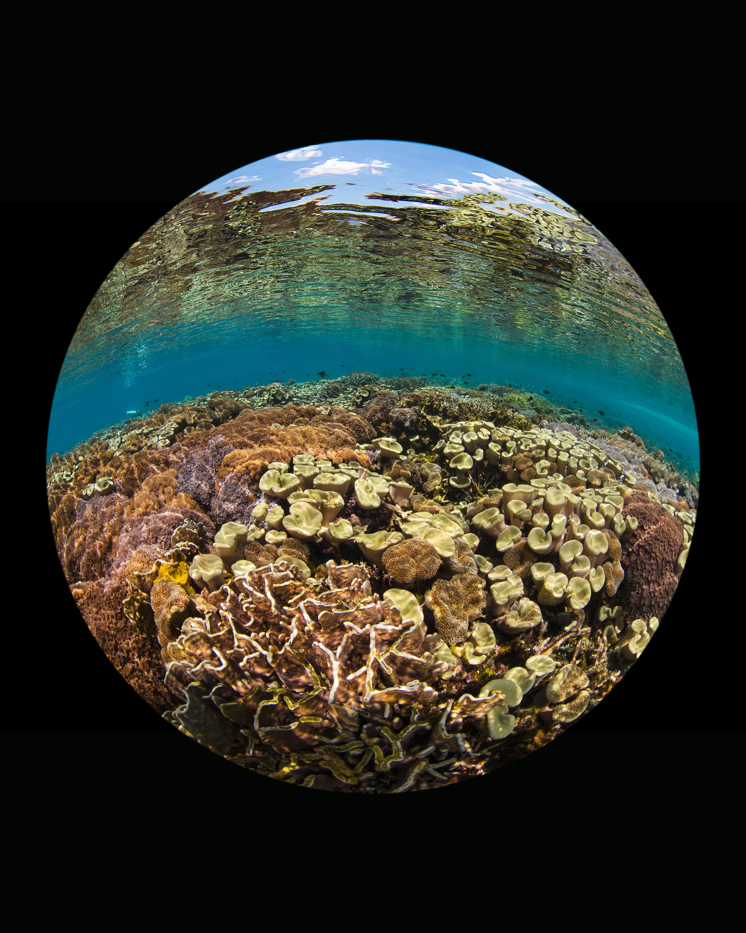 komodo, INDONESIA CREDIT: beth watson/ CORAL REEF IMAGE BANK