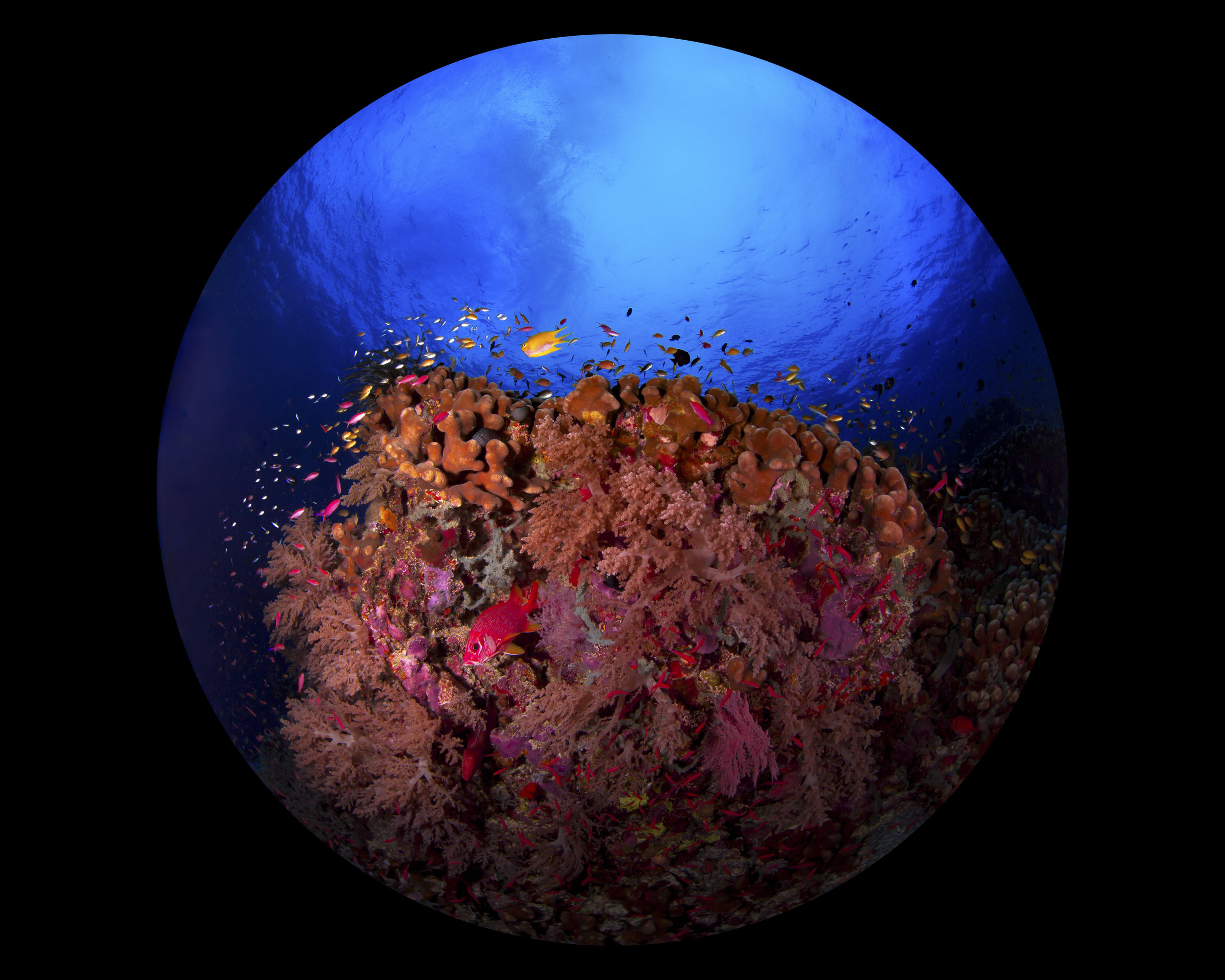 TUBBATAHA CREDIT: beth watson / coral reef image bank