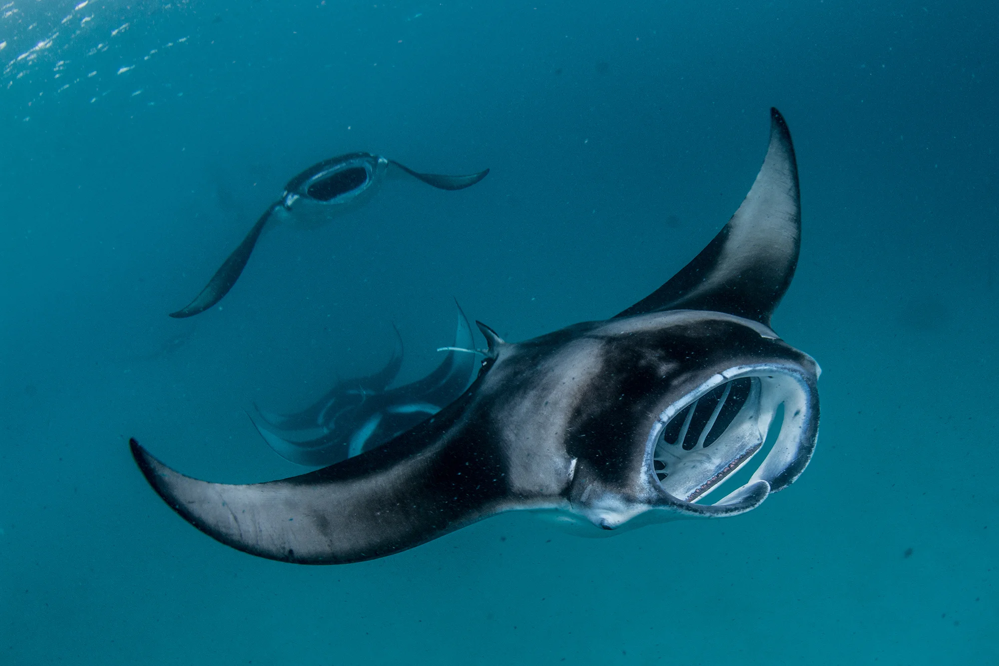 Manta Rays in the Maldives Credit: Simon Hilbourne / Coral Reef Image Bank