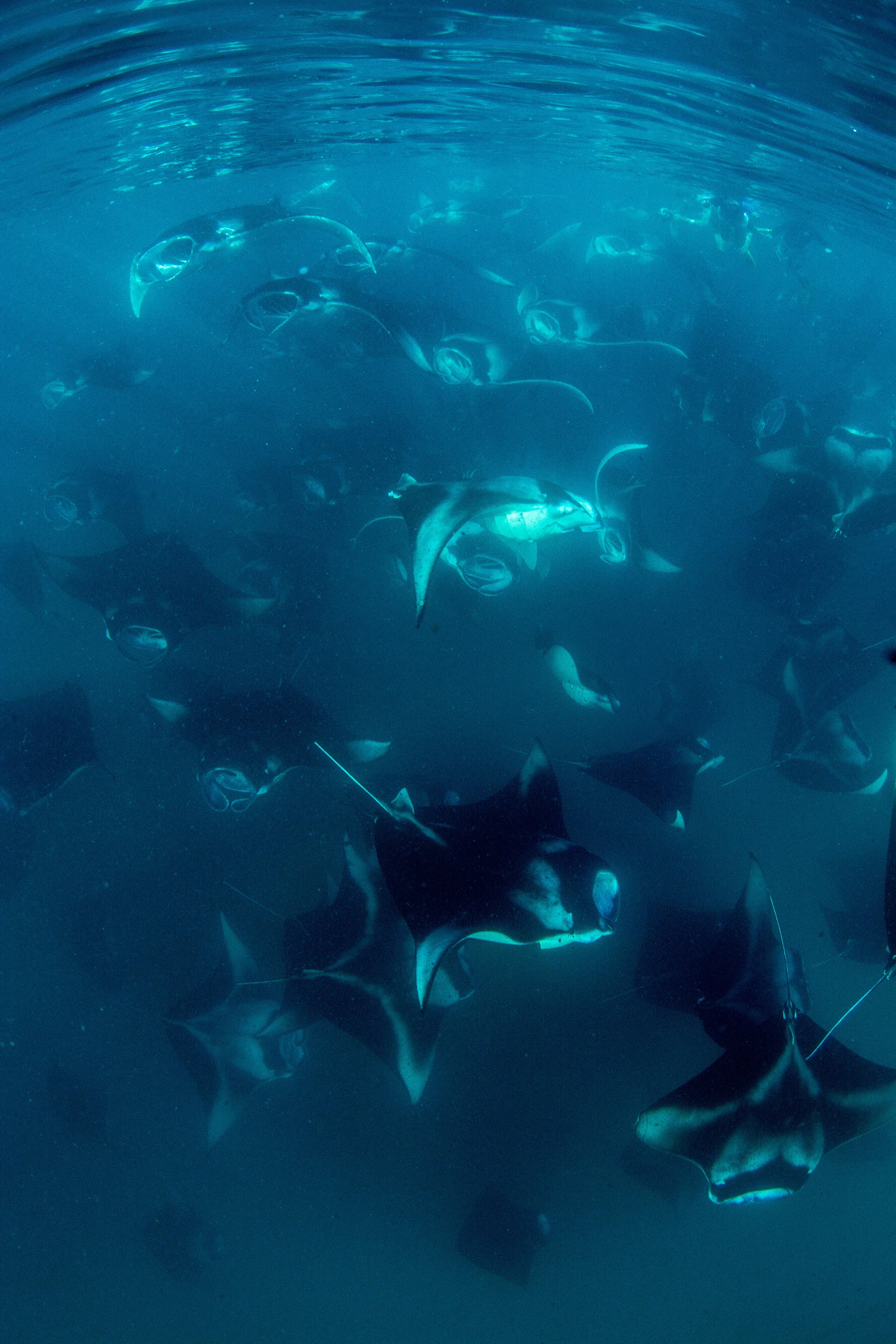 Mantas Mass Feeding in the Maldives Credit: Simon Hilbourne / Coral Reef Image Bank