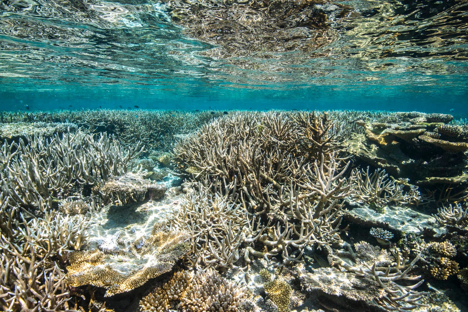 GAAFU ALIFU ATOLL, MALDIVES CREDIT: WARREN BAVERSTOCK / coral reef image bank