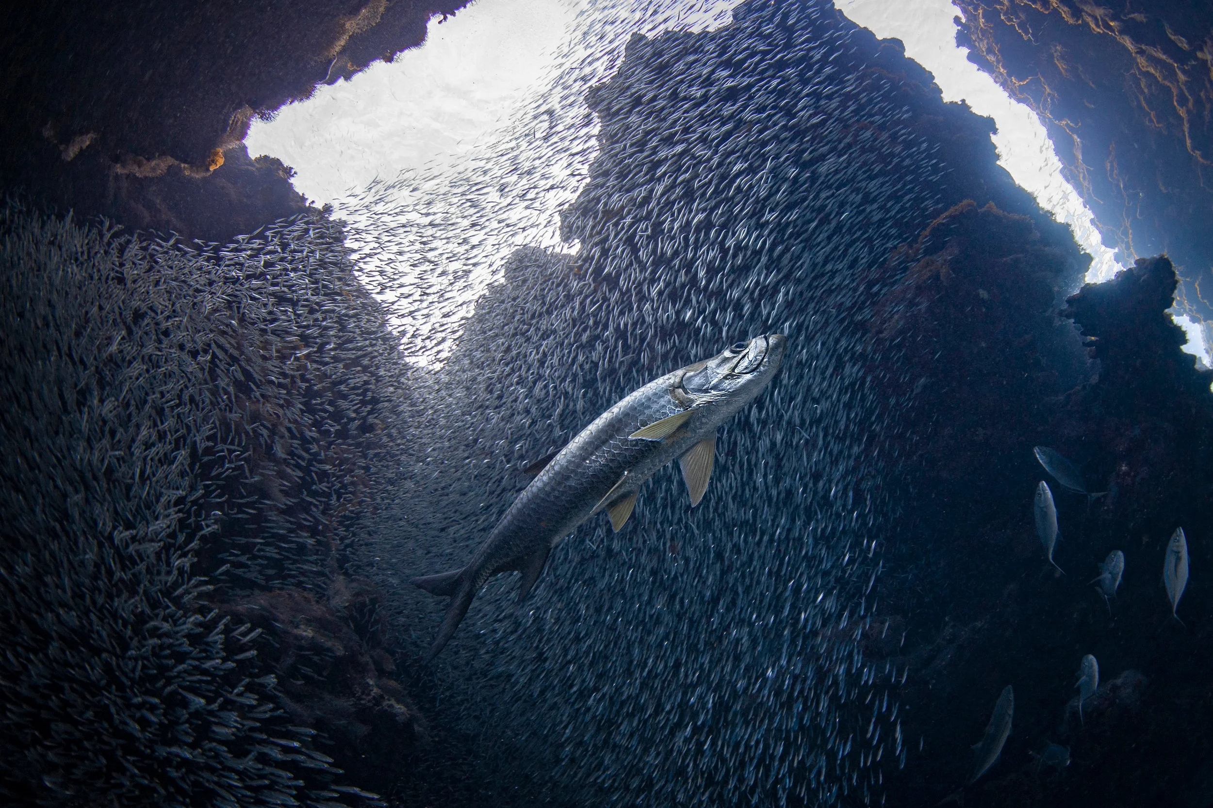 Tarpon in the Cayman Islands Credit: Jason Washington / Coral Reef Image Bank