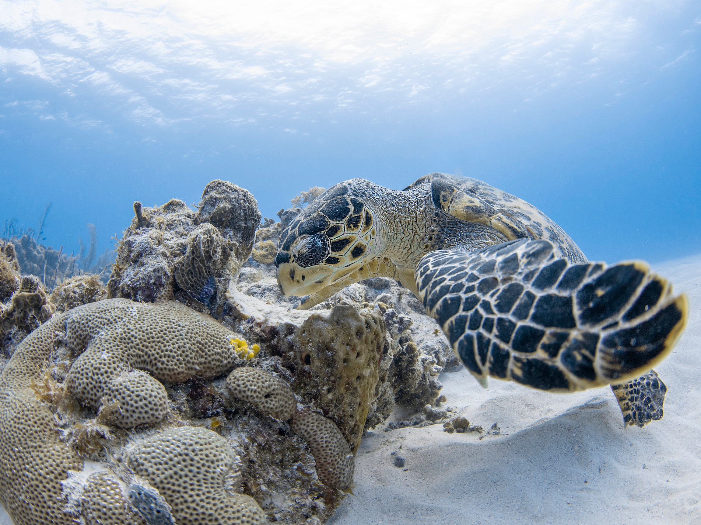 Turtle in the cayman islands CREDIT: Jason Washington / Coral Reef Image Bank