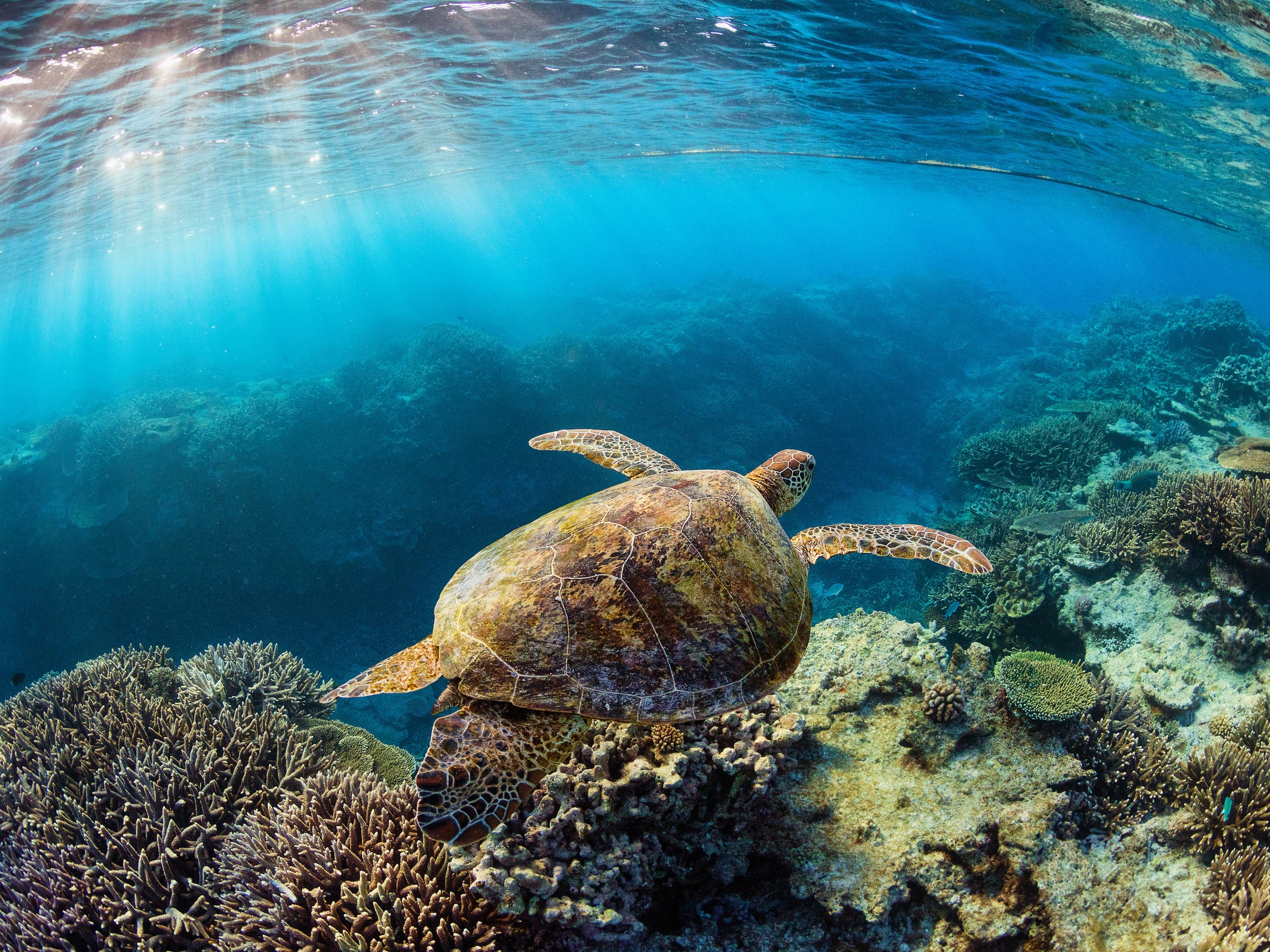 TURTLE IN GBR CREDIT: JORDAN ROBINS / coral reef image bank