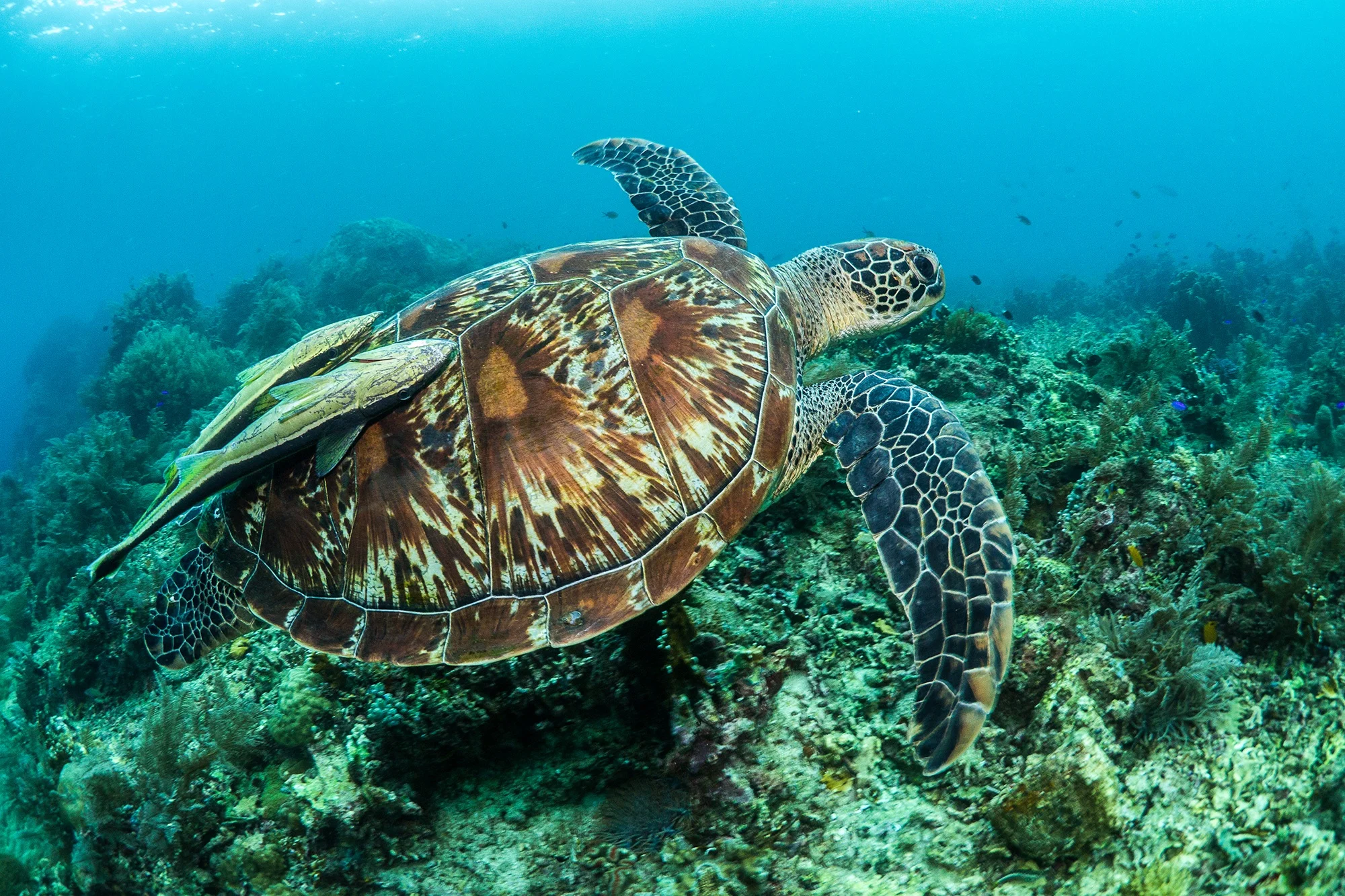GREEN TURTLE IN THE PHILIPPINES CREDIT: SIMON J. PIERCE/ coral reef image bank