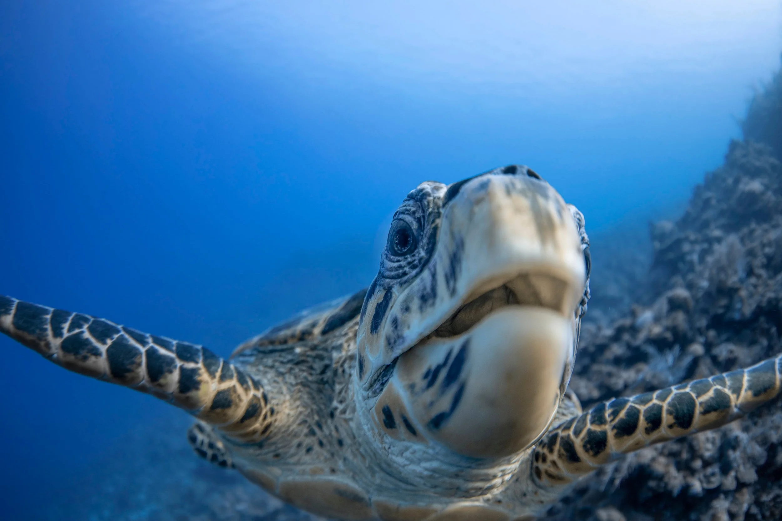 Turtle in the cayman islands CREDIT: Jason Washington / Coral Reef Image Bank