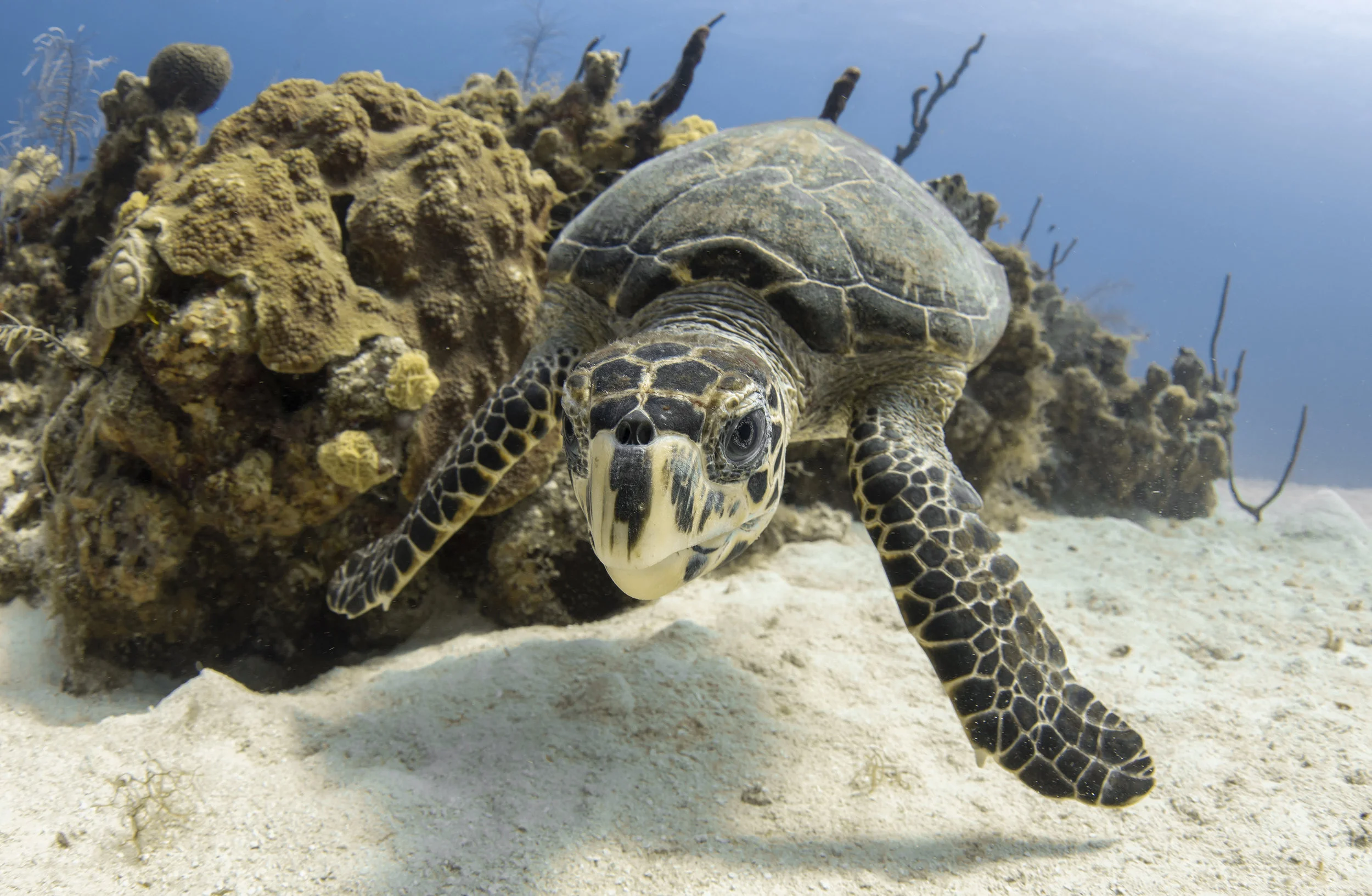 Turtle in the cayman islands CREDIT: Jason Washington / Coral Reef Image Bank