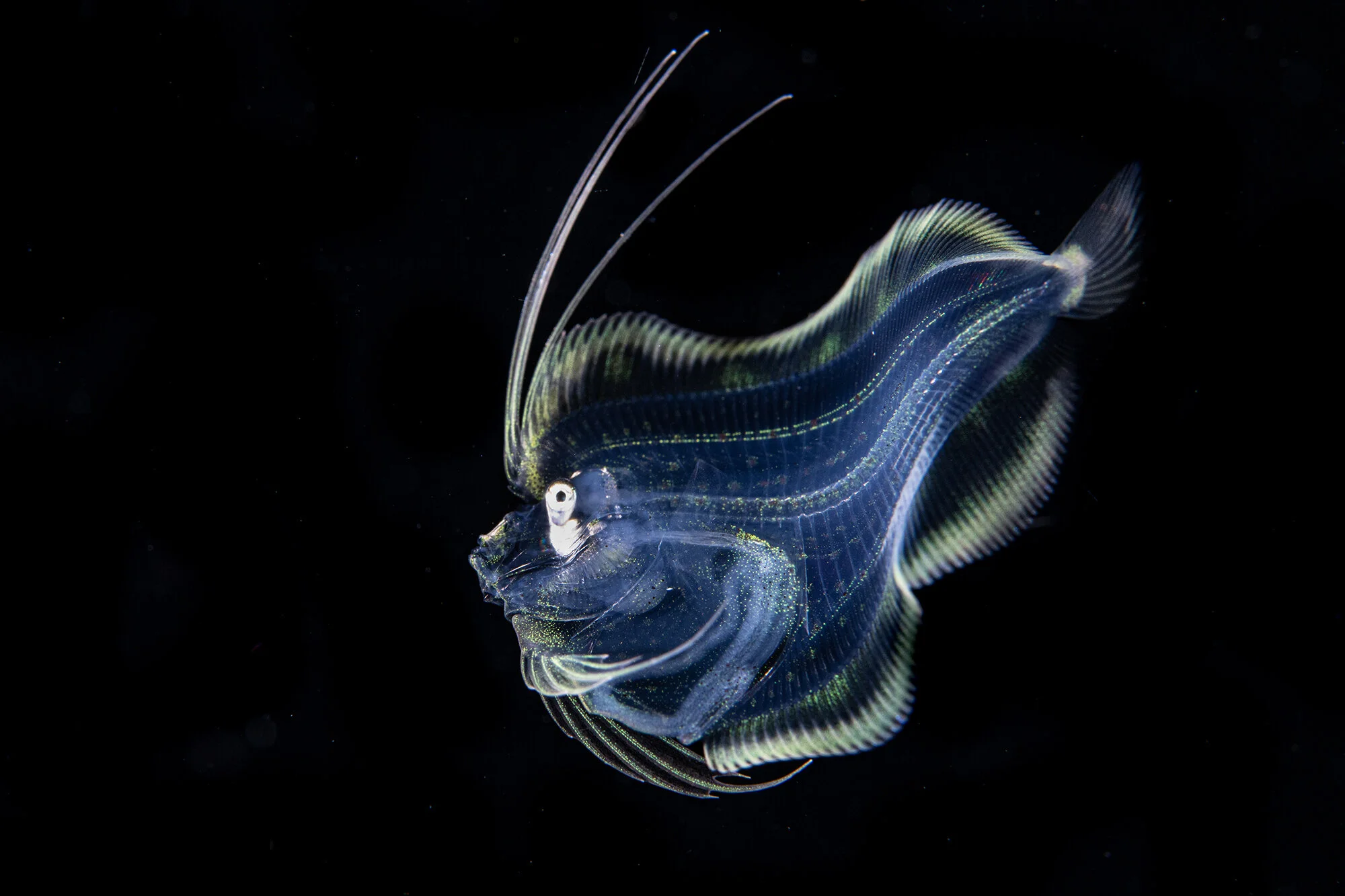 Peacock flounder larvae Credit: Mike Bartick / Coral Reef Image Bank