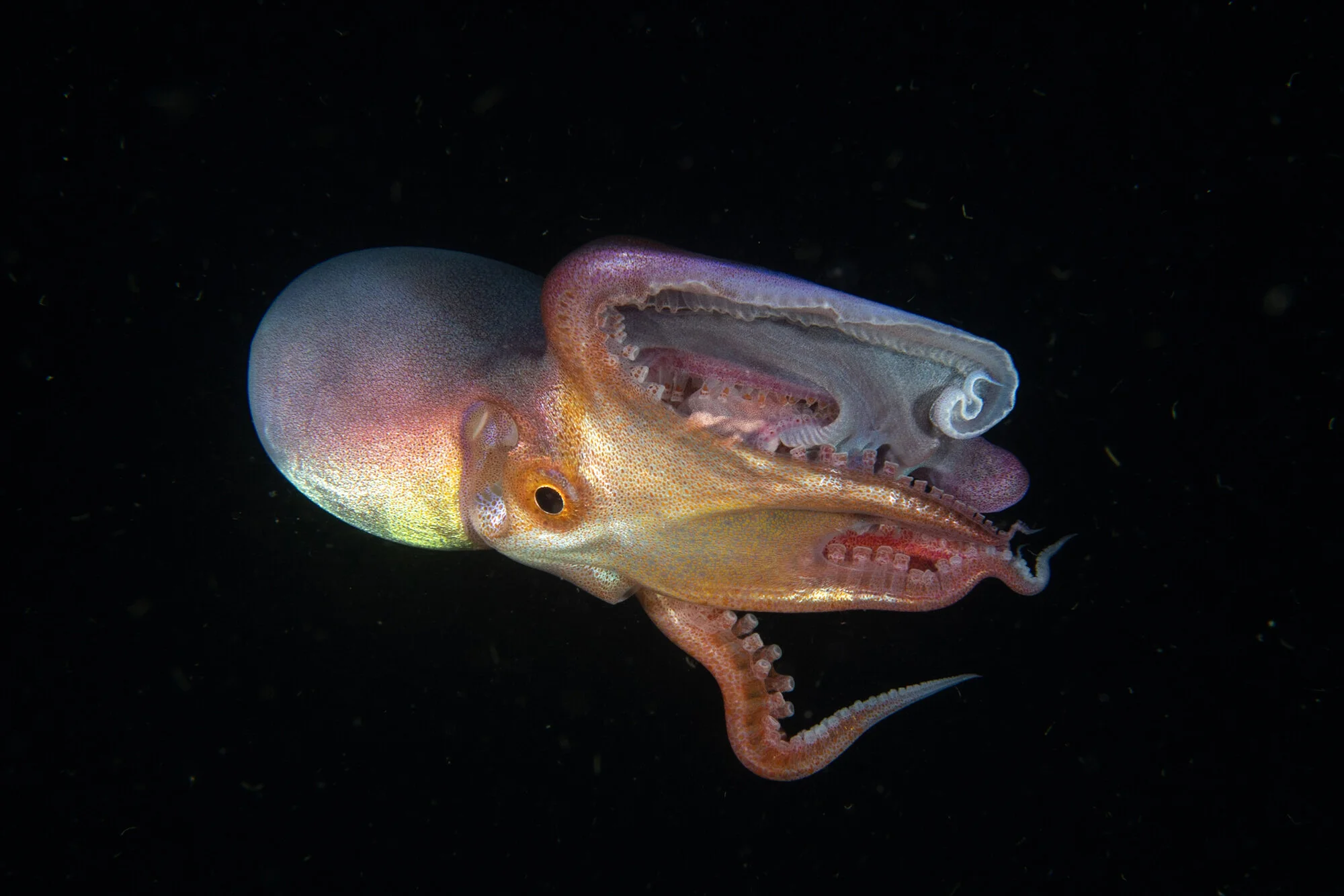 Blanket octopus Credit: Mike Bartick / Coral Reef Image Bank