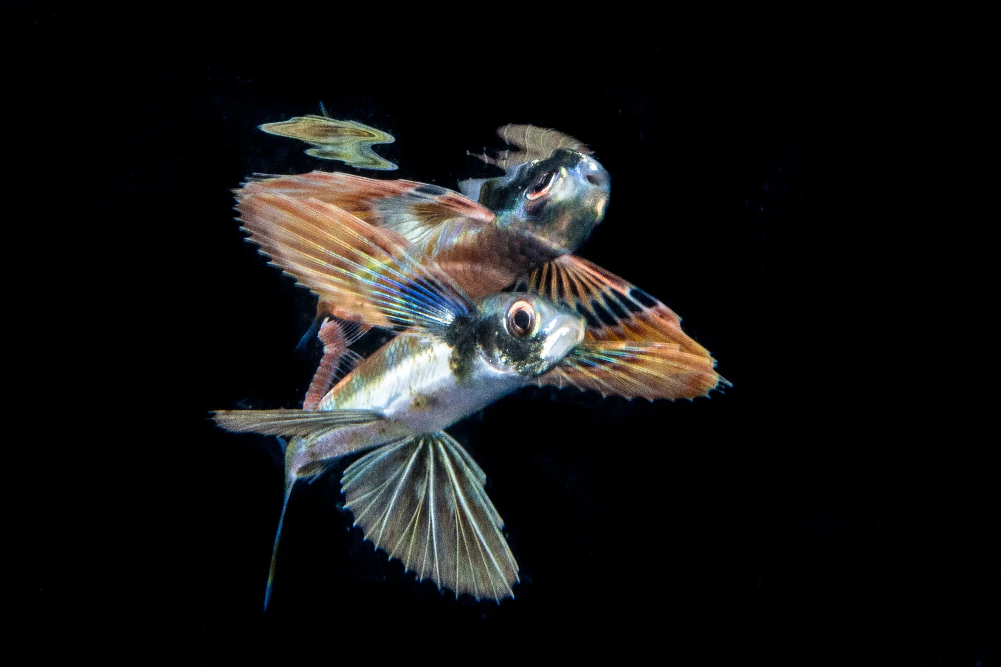 Flying fish and reflection Credit: Mike Bartick / Coral Reef Image Bank
