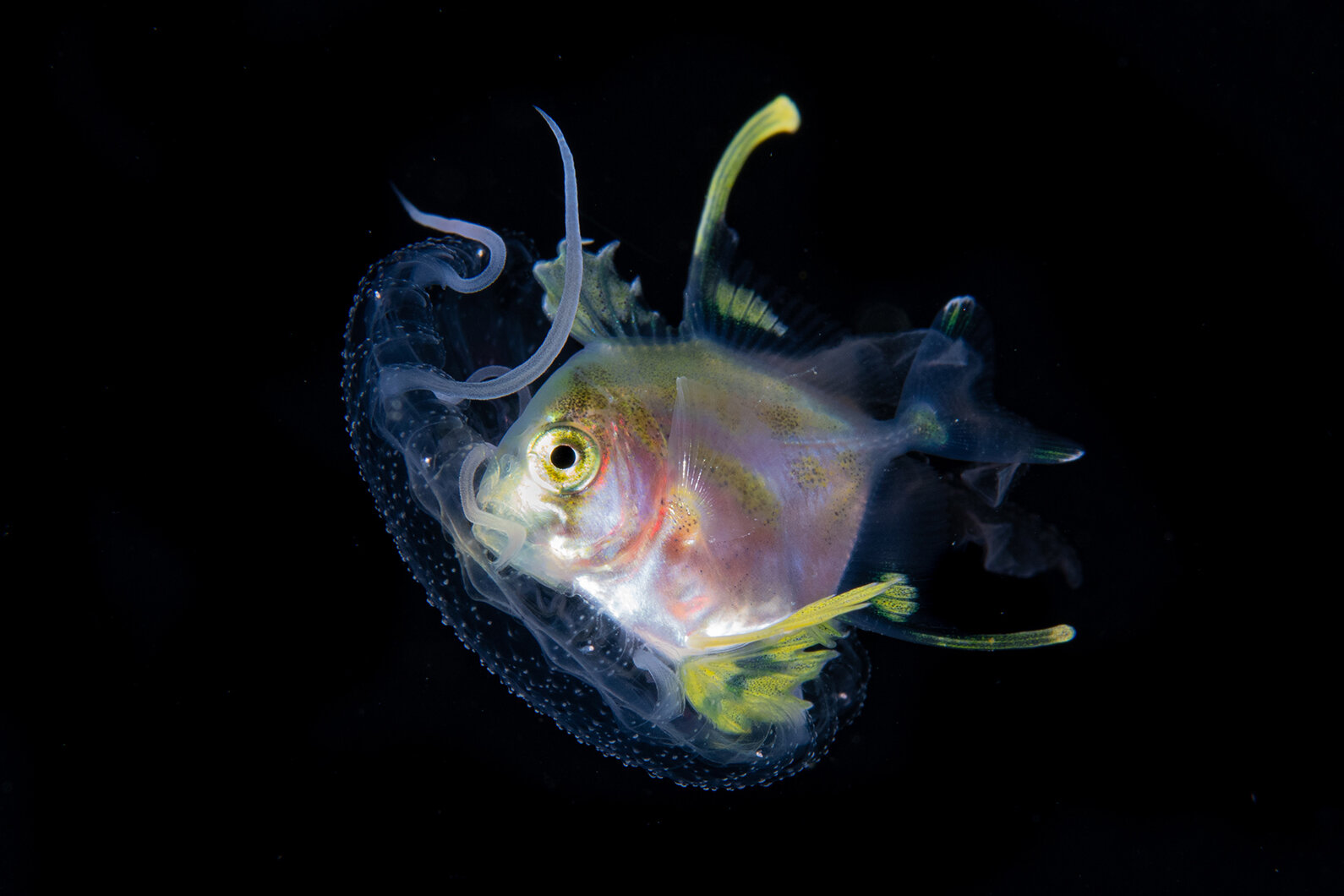 Jelly and caragnoid Credit: Mike Bartick / Coral Reef Image Bank