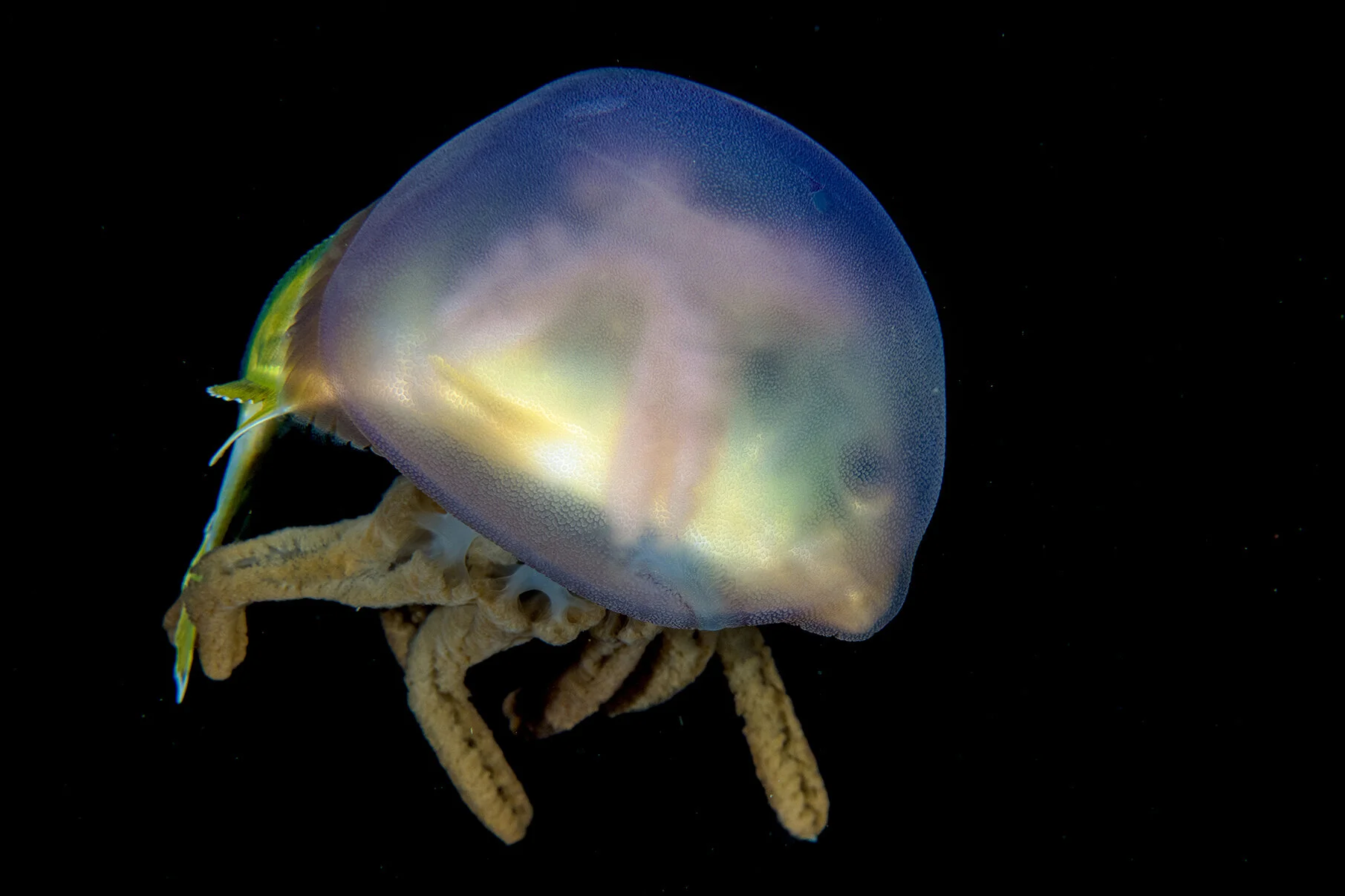 crevalle jack and jellyfish Credit: Mike Bartick / Coral Reef Image Bank