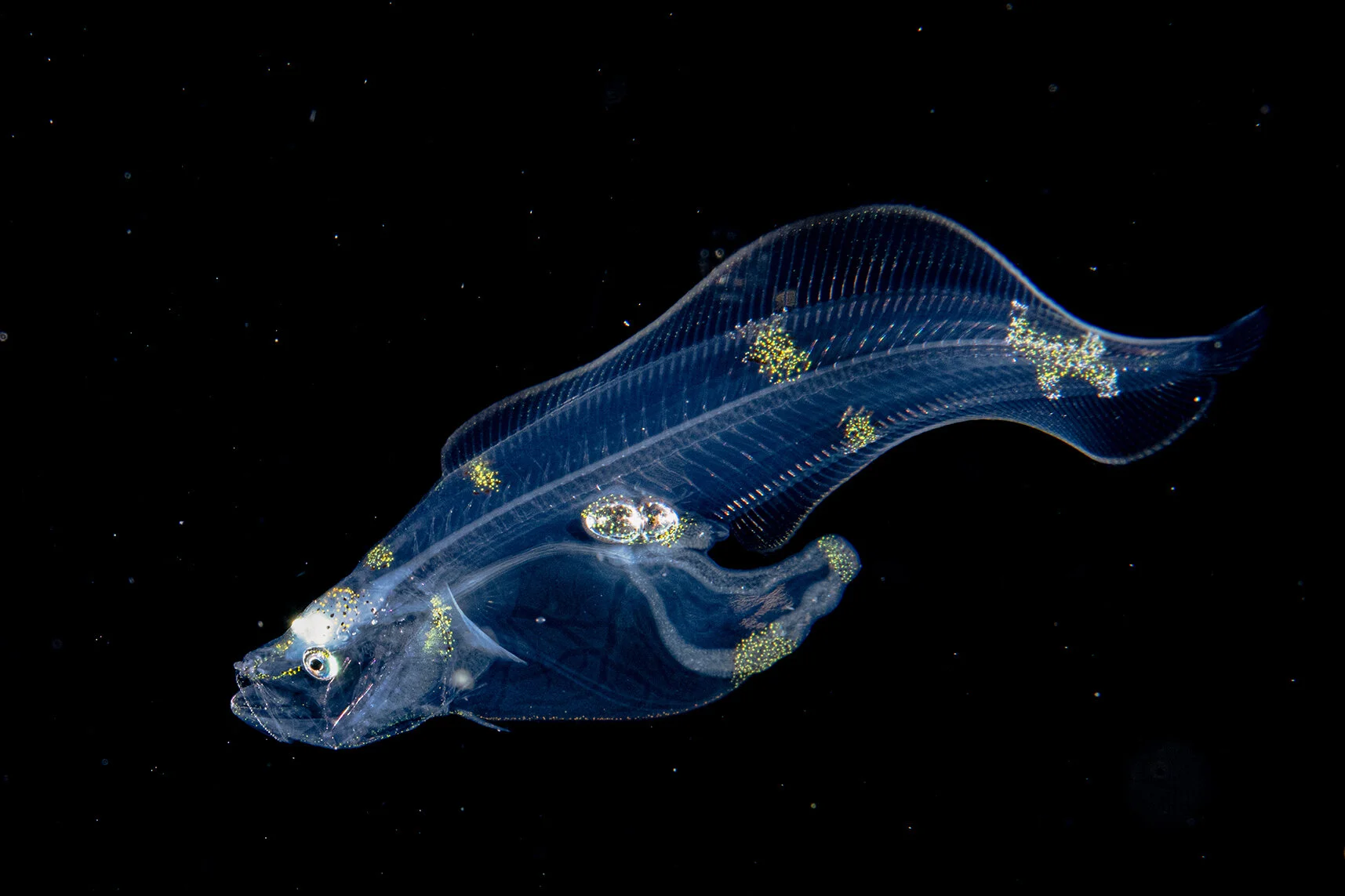 Cusk eel Credit: Mike Bartick / Coral Reef Image Bank