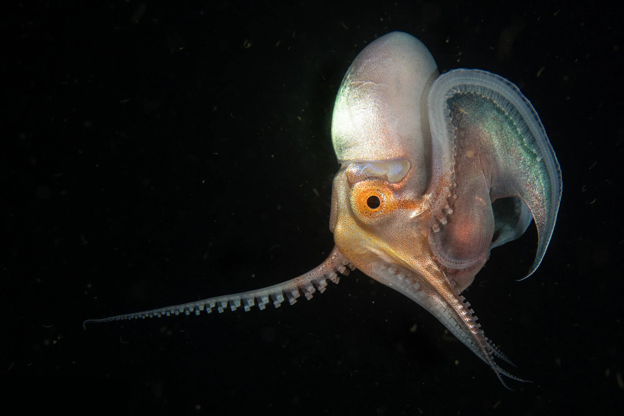 Blanket Octopus Credit: Mike Bartick / Coral Reef Image Bank