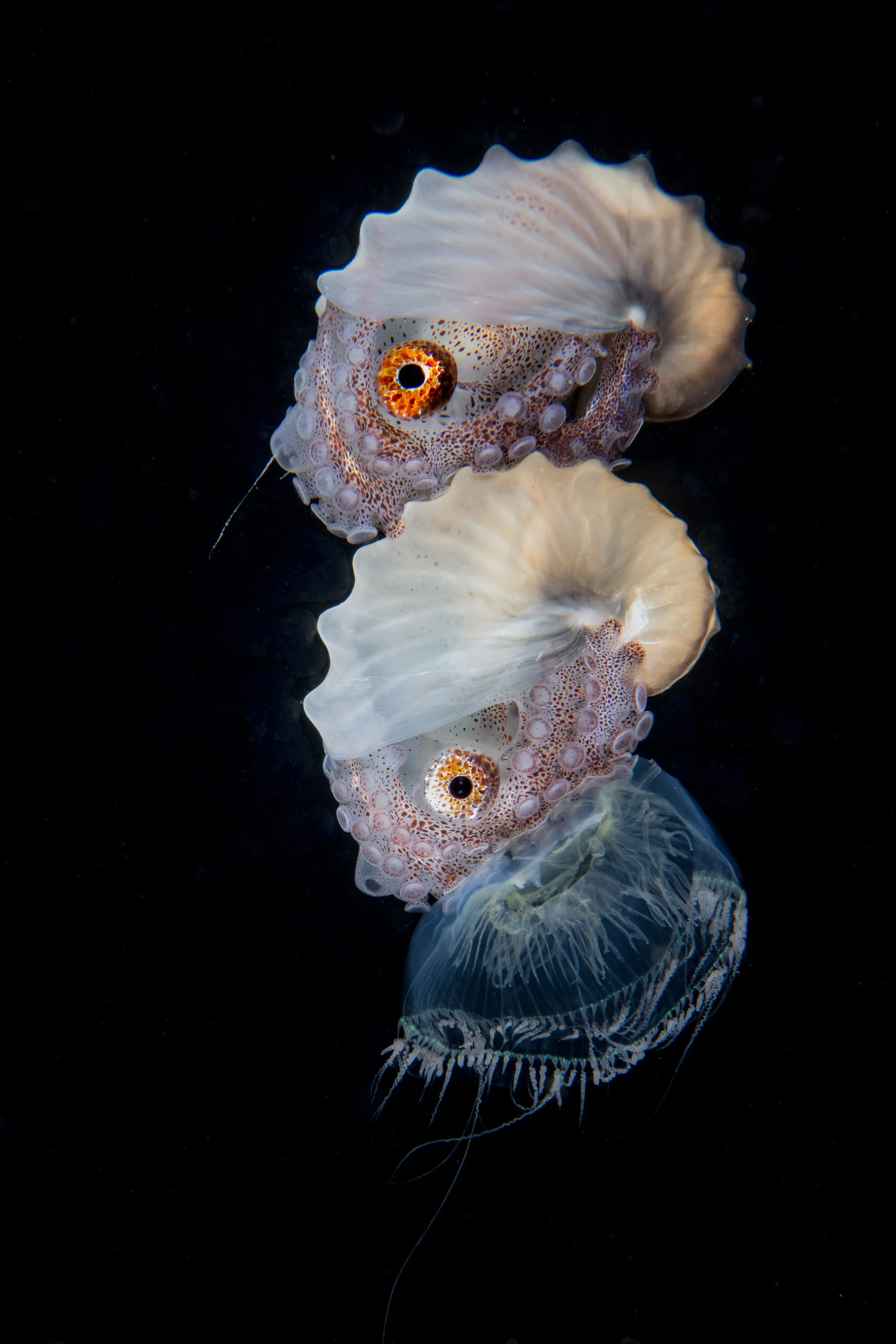 stacked nautilus and jellyfish Credit: Mike Bartick / Coral Reef Image Bank