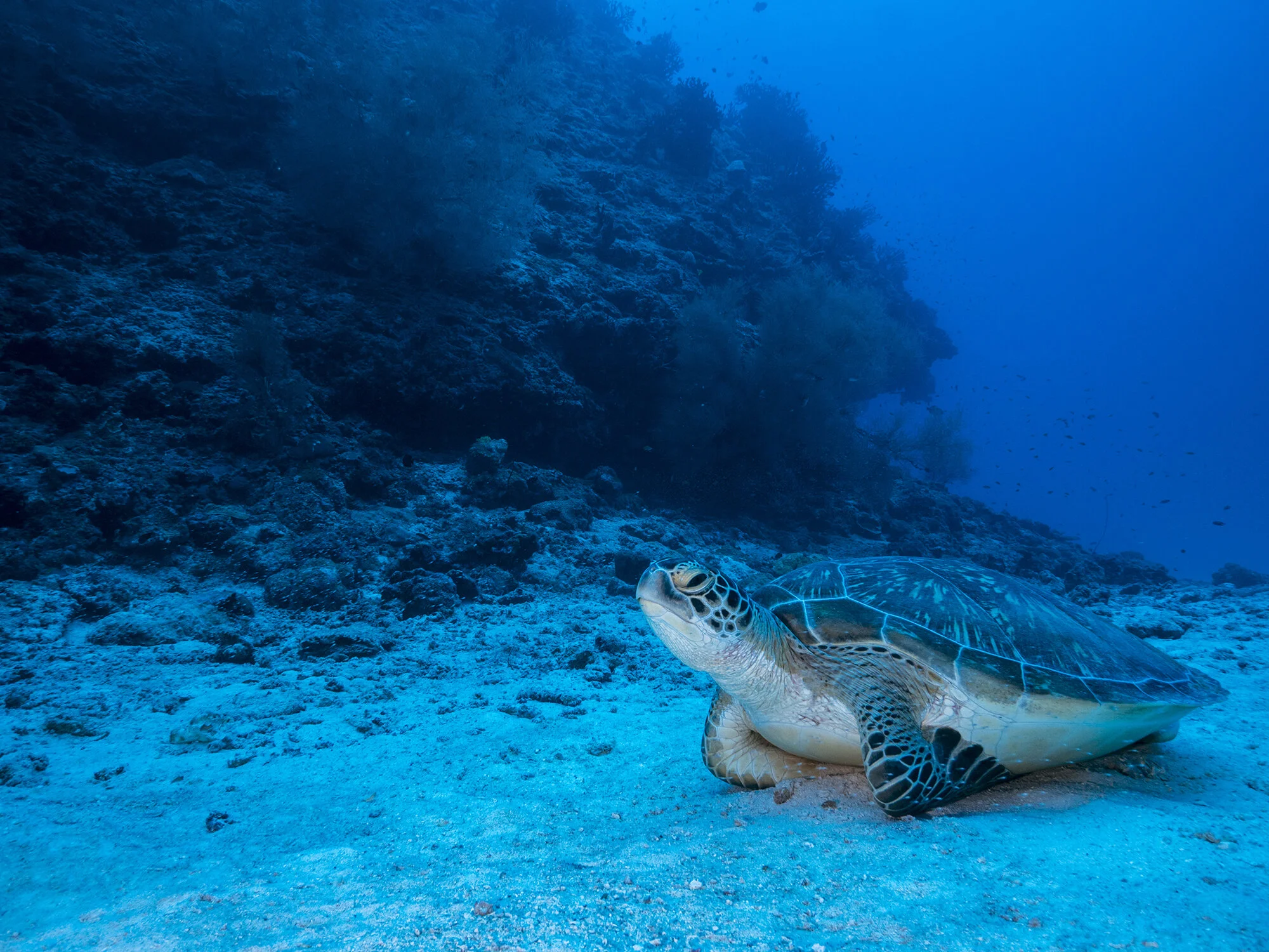 Turtles — Coral Reef Image Bank