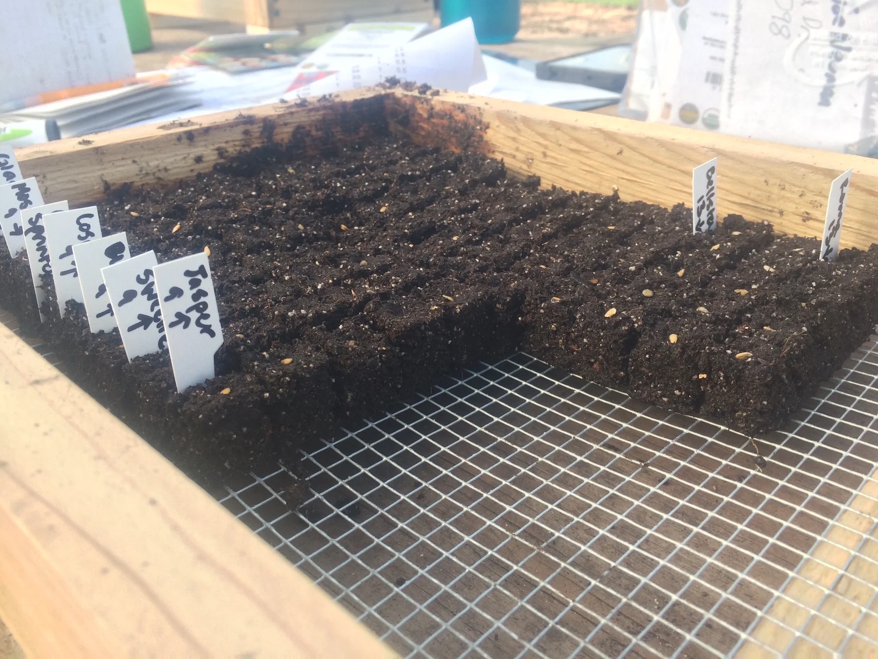 Tomatoes! Almost. When they germinate the mini blocks will be put into 2 inch blocks, which will eventually be put into 4 inch blocks.