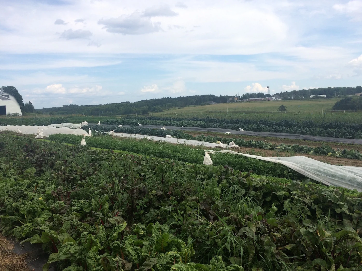 If you squint, you might be able to see the Chatham Co-op in the distance.
