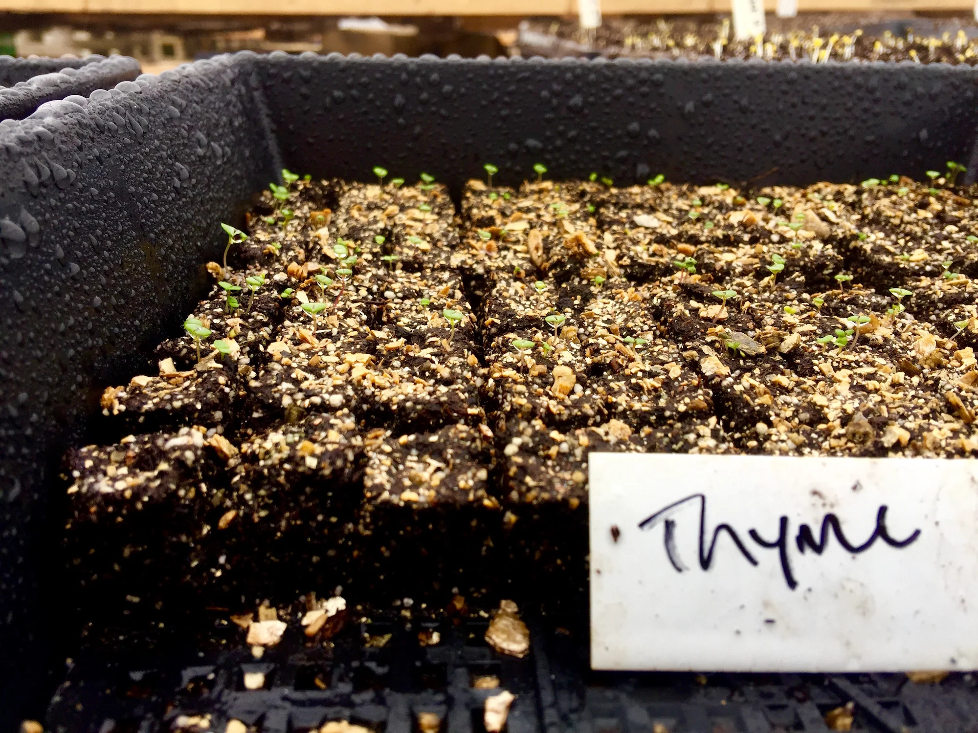Looking forward to growing more herbs this year!