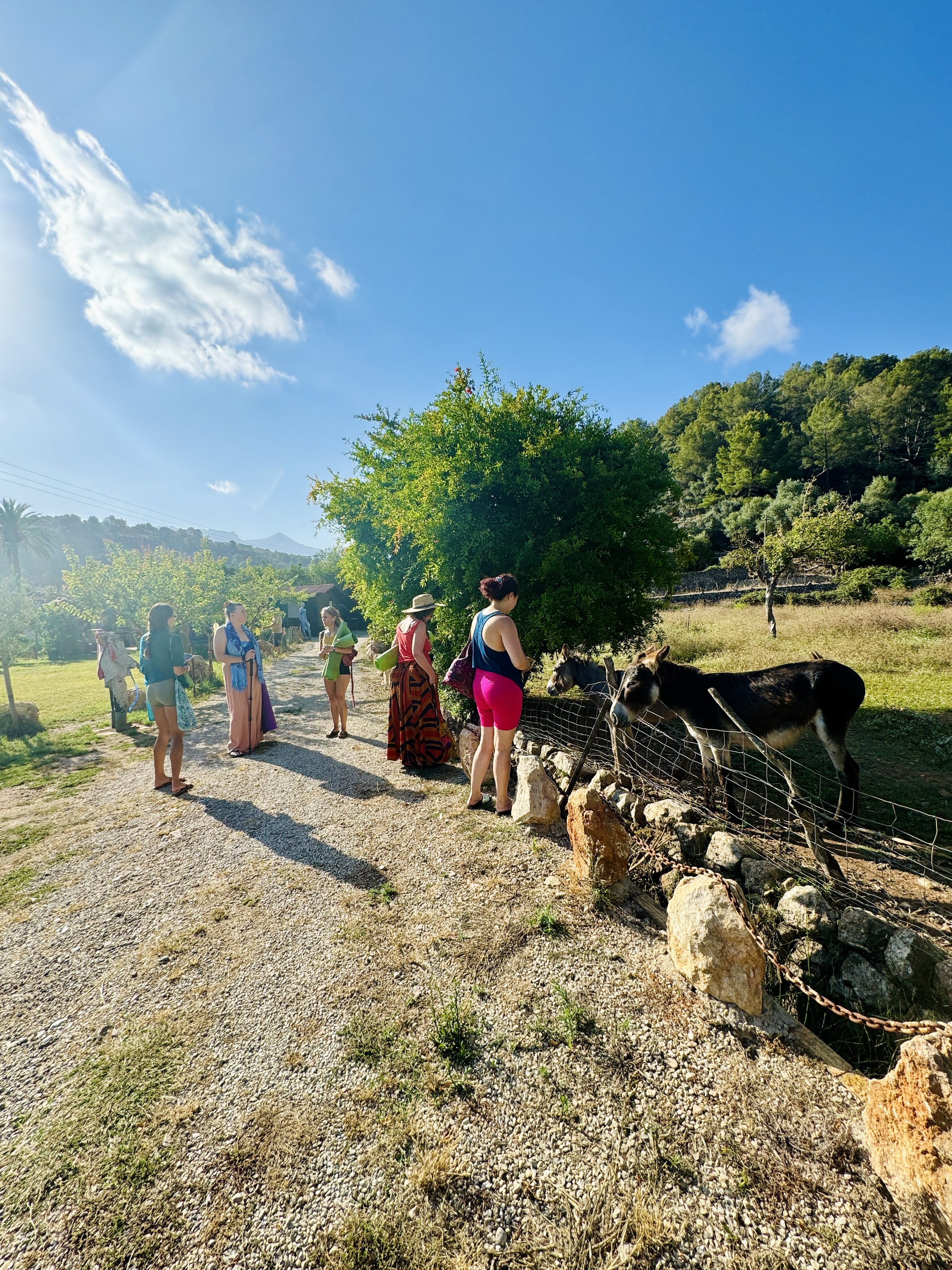 mallorca_donkeys.jpg