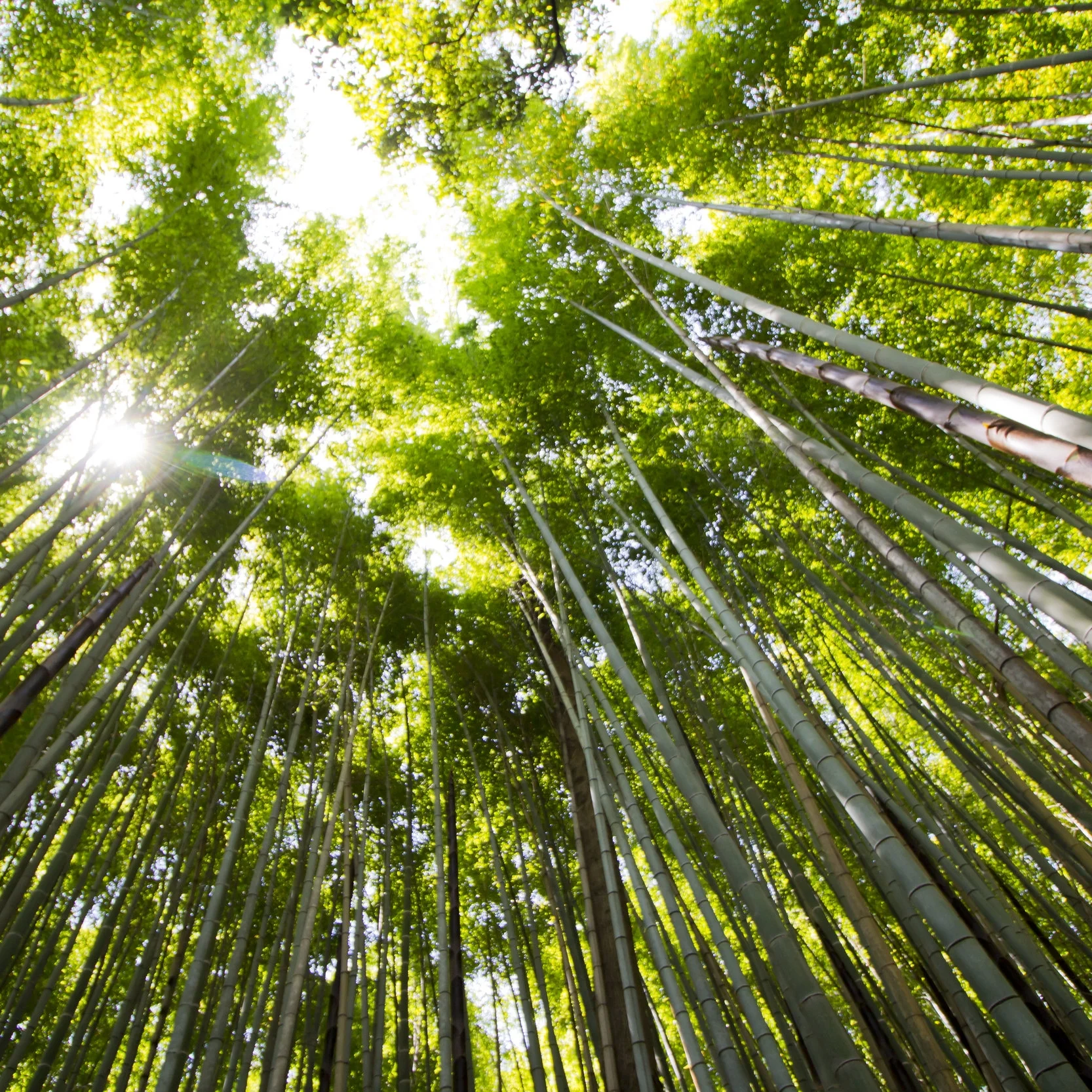View looking up through green leafy trees with sunlight beaming down