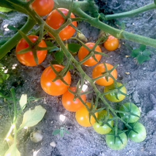 wk7 sungolds.jpeg