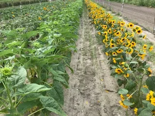 wk12sunny2.jpg