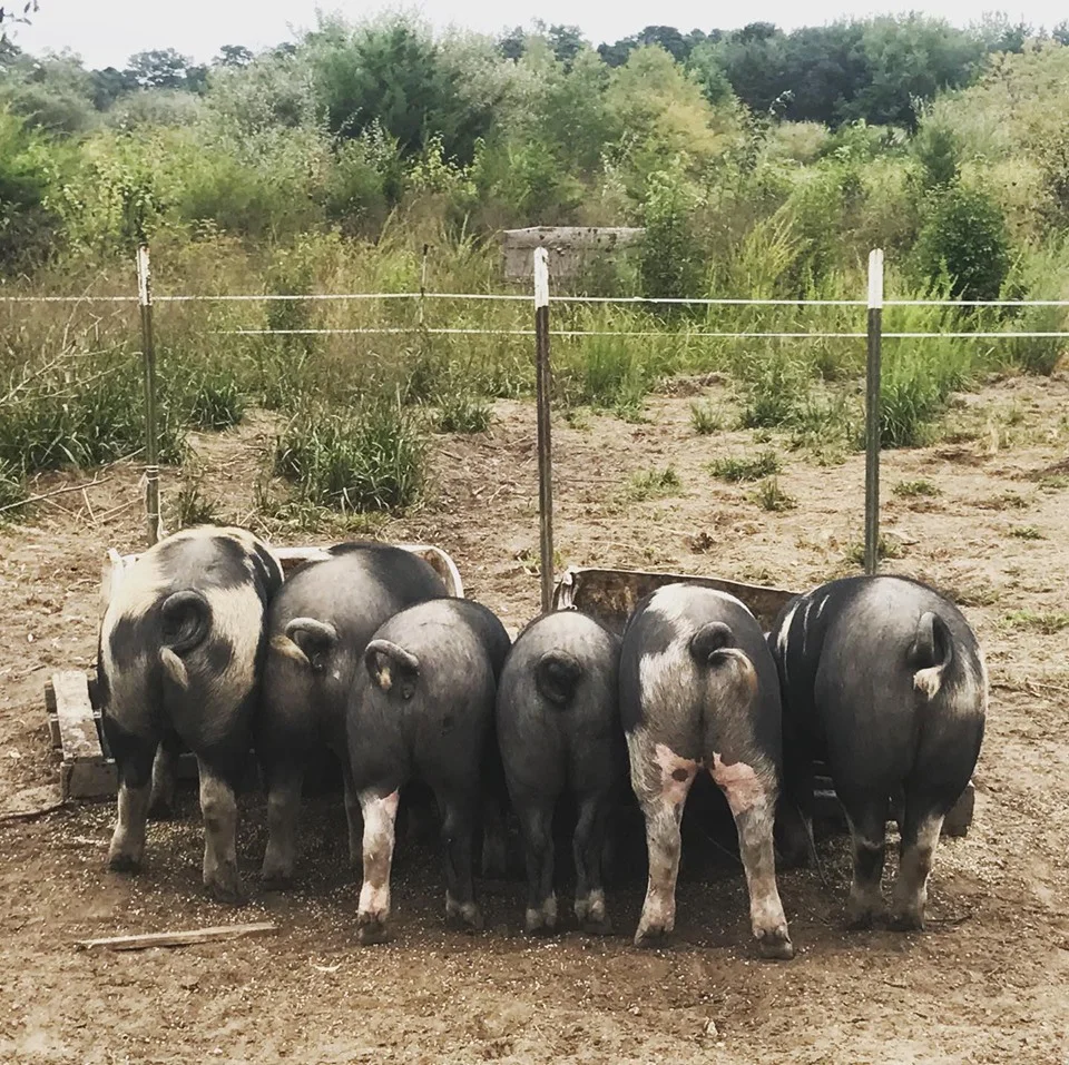pigs2019 butts.jpg