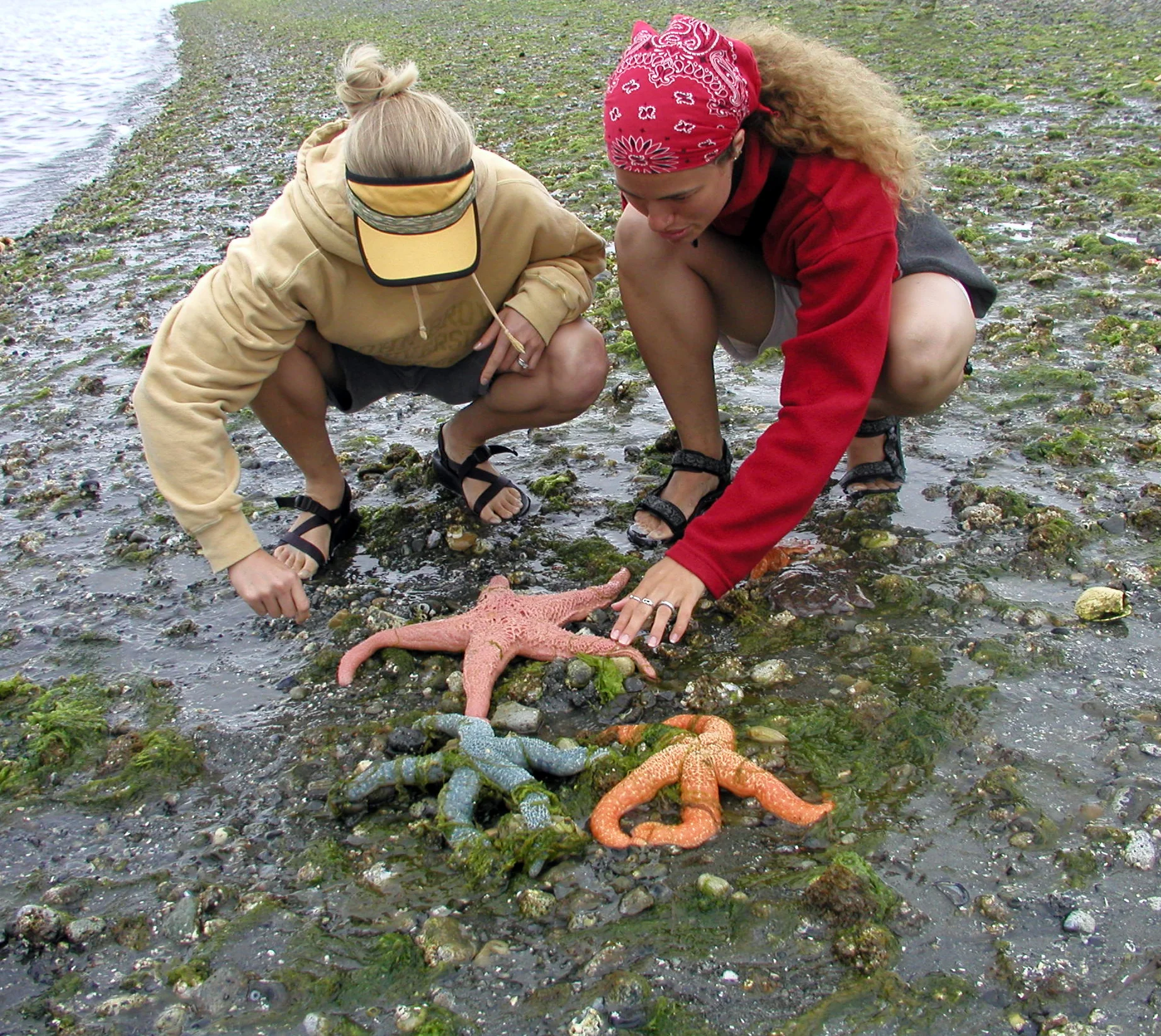 Girls with seastars.jpg