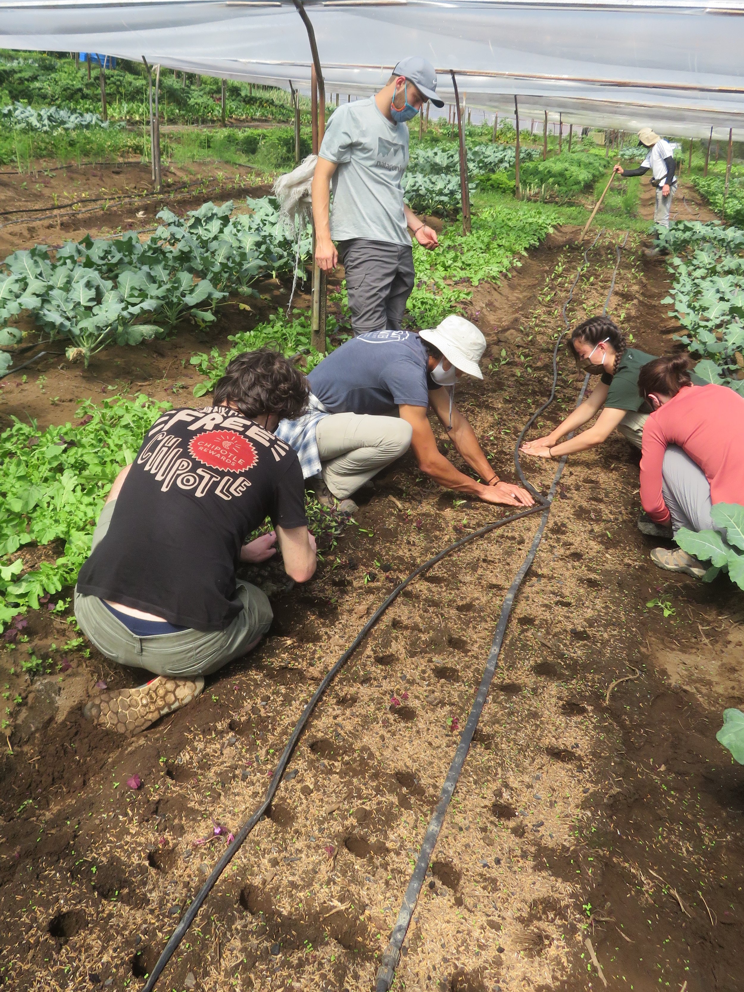 STAM class working on Mario Herrera's organic CSA 521.JPG