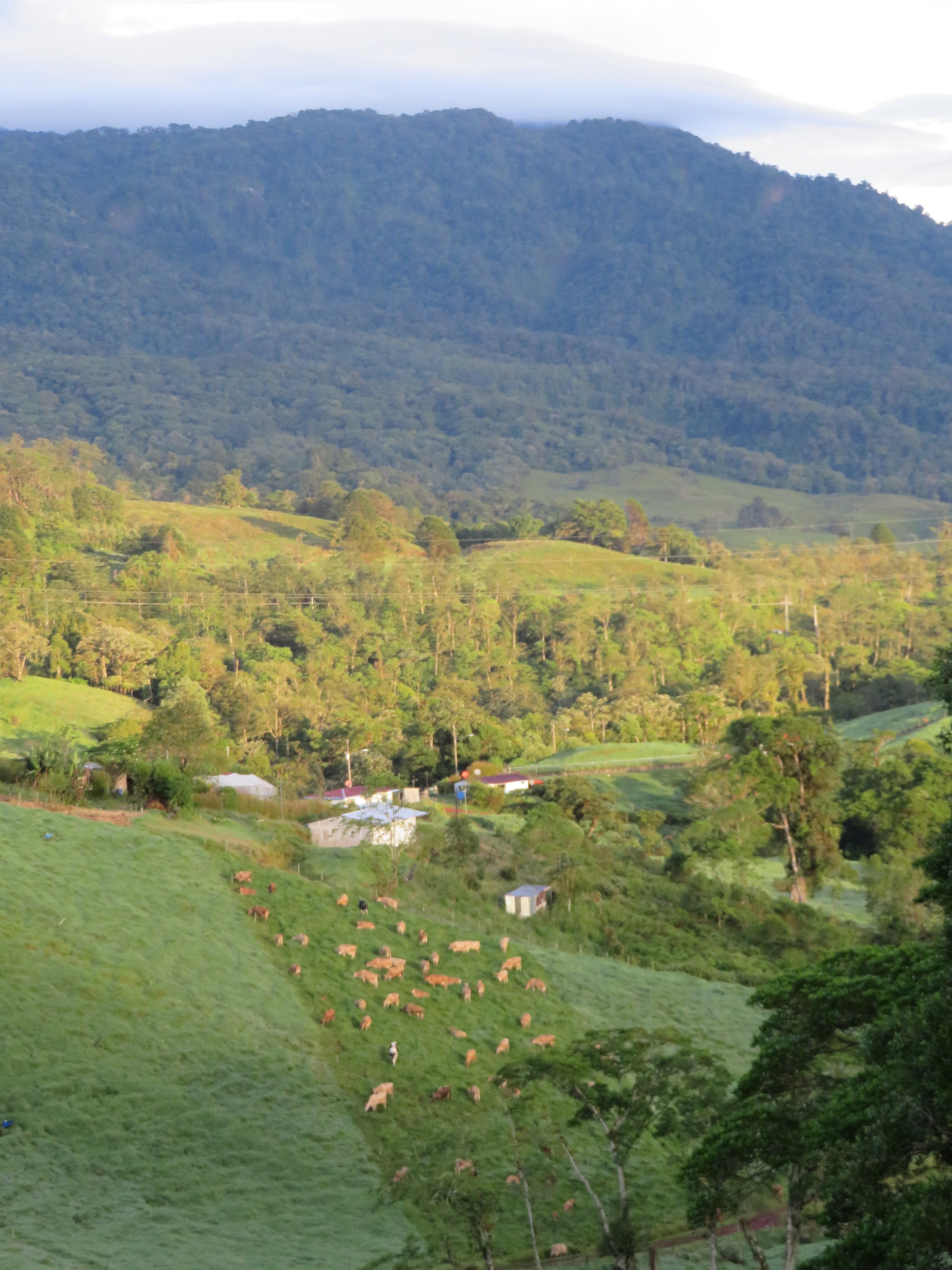 Vara Blanca, dairy farm next to Casa Shalom, Poas Volacano about 10 mi distant in background (& 3 K ft higher)  521.JPG