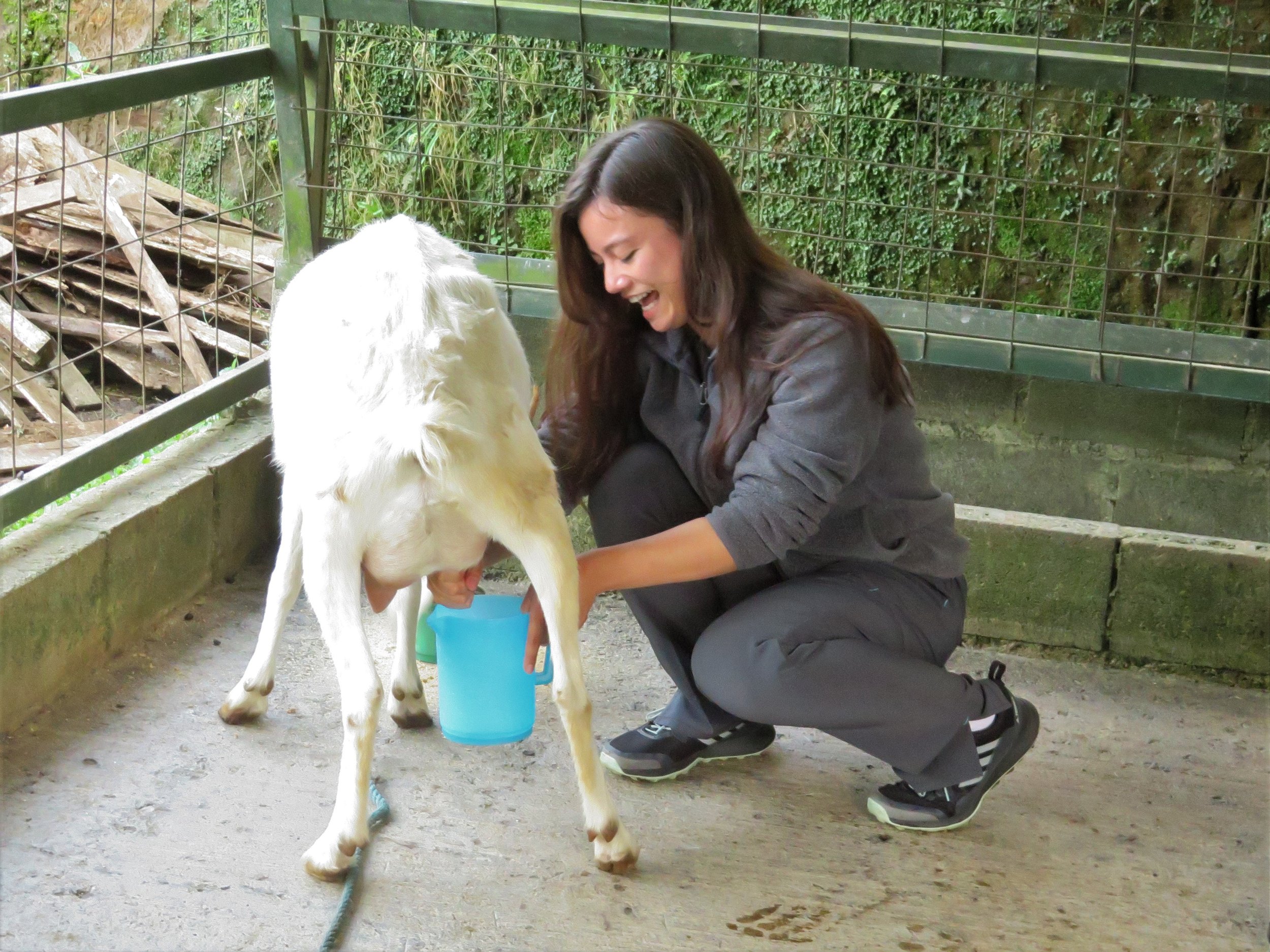 Carissa - goat milking practice 521.JPG