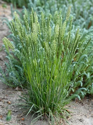 June Grass — Au Sable Institute