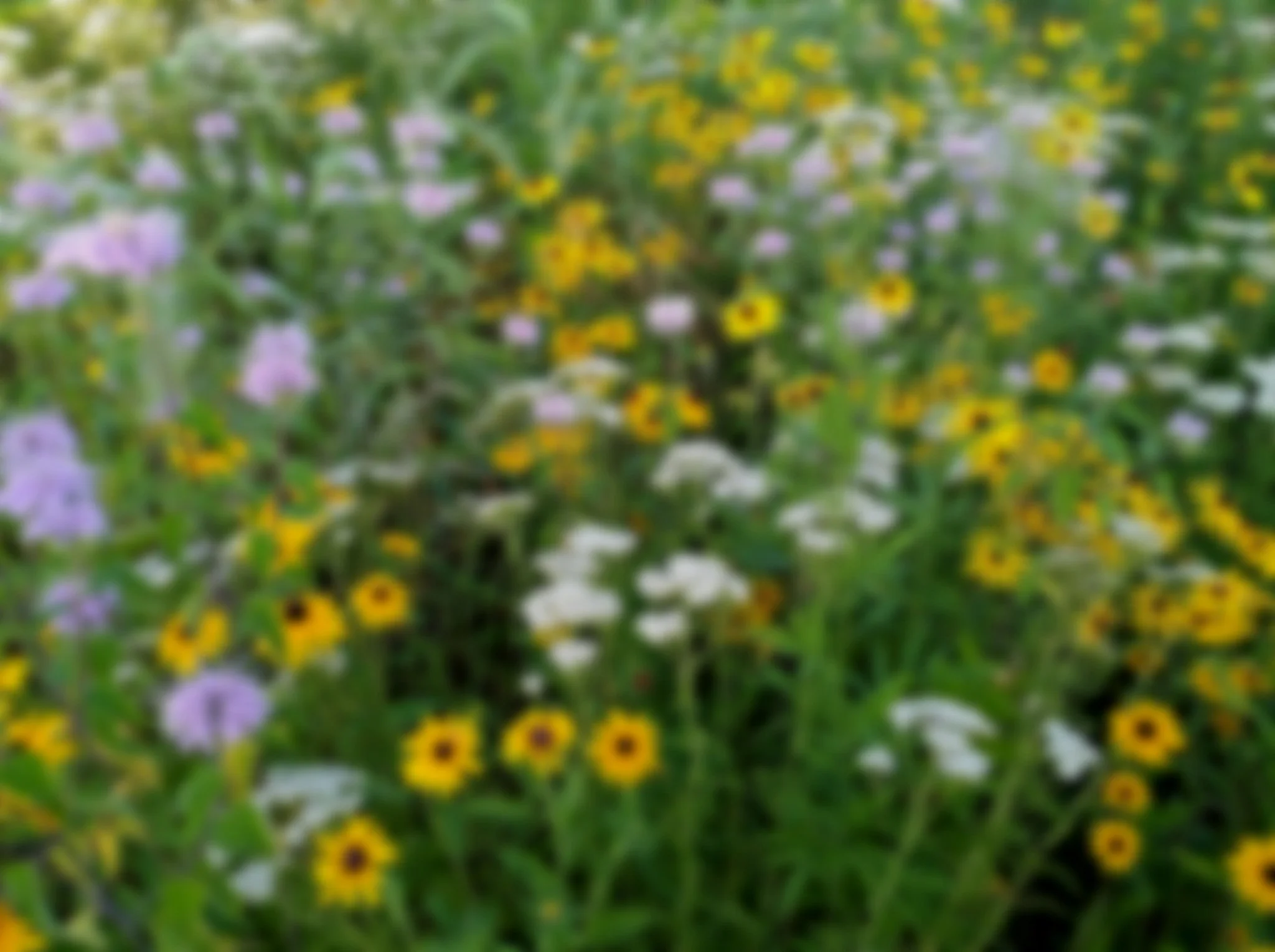 PRAIRIE.jpg