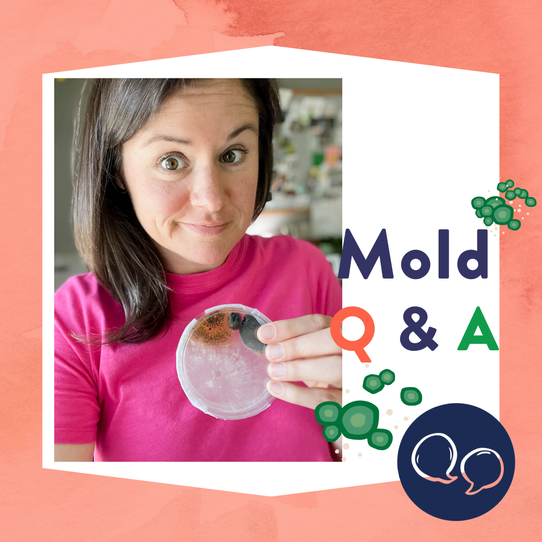 DIY Mold Test Kit: GOT MOLD? Inexpensive and Fast Home Diagnostic
