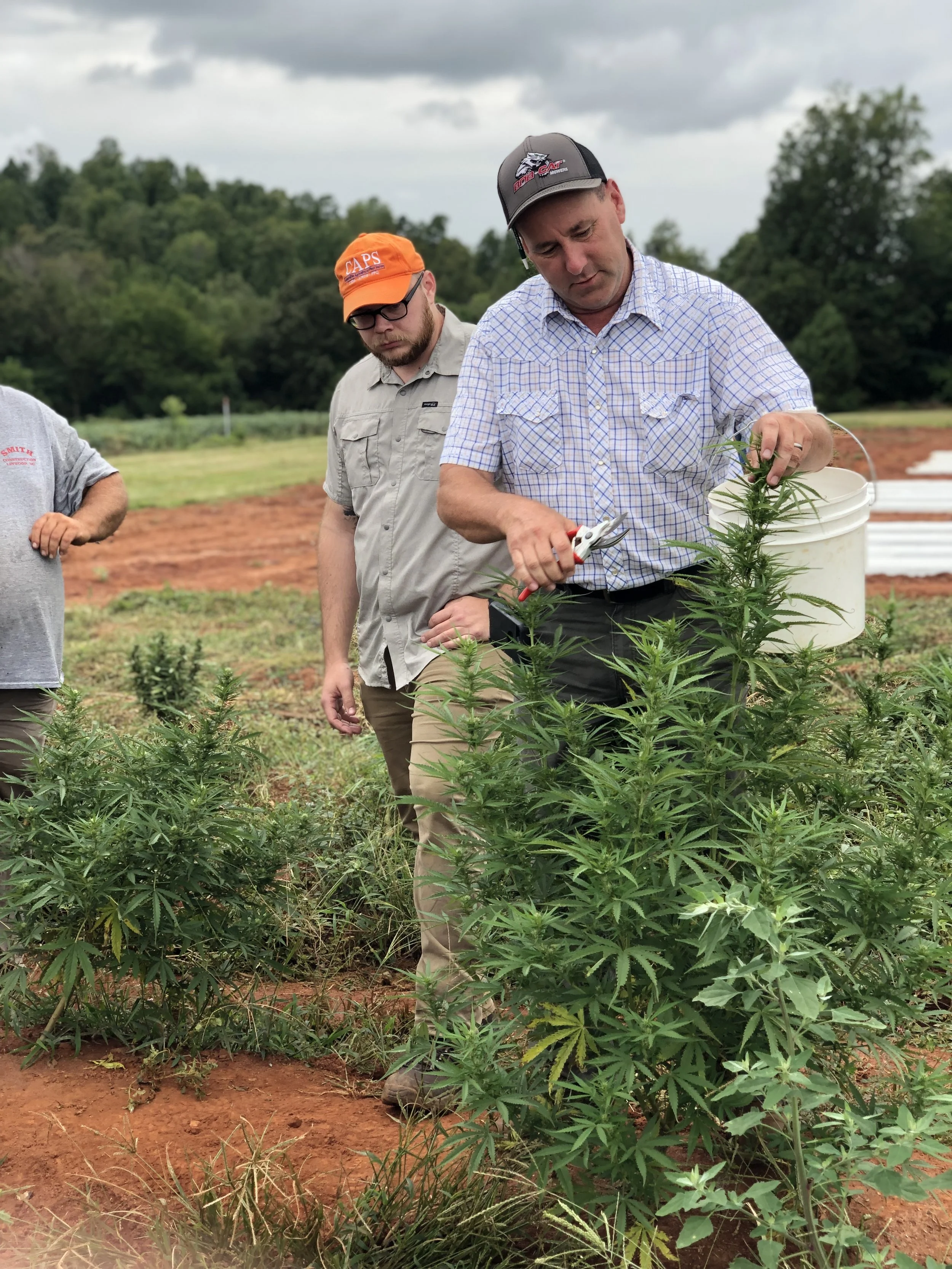 North Carolina State’s Third Annual Industrial Hemp Field Day